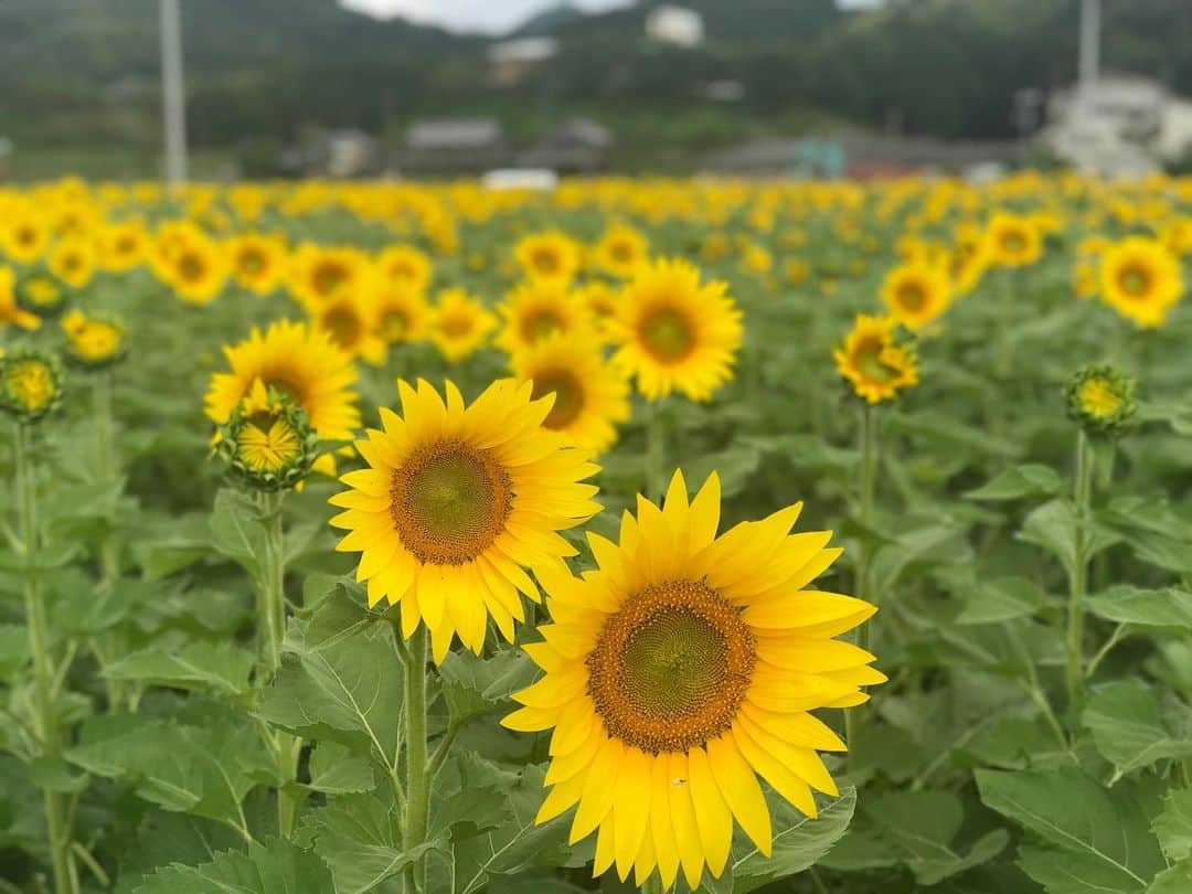 のインスタグラム：「‪まんのう町のヒマワリ見てきたよ٩( ᐛ )و‬  ‪もうちょっと先が満開なのかなって感じでした٩( ᐛ )و‬  #香川県 #まんのう町 #ひまわり畑」