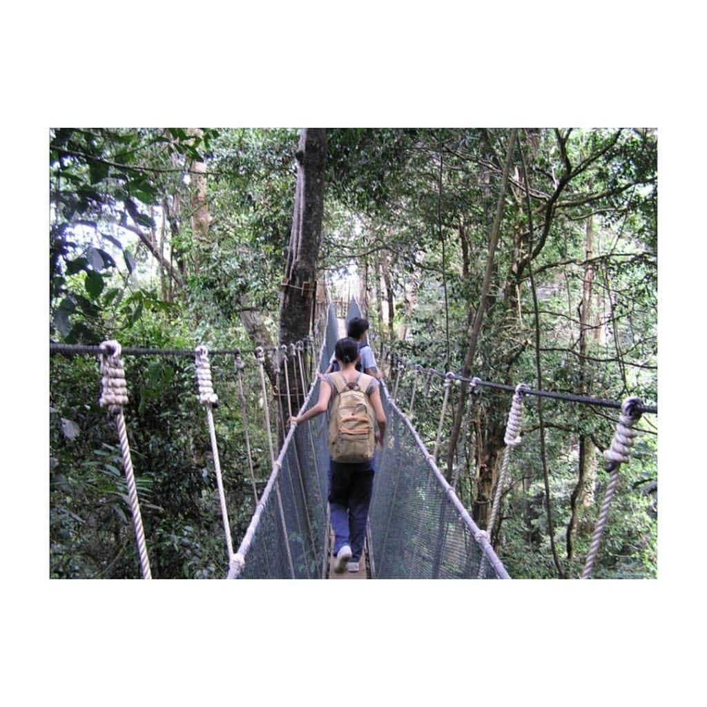 服部彩加さんのインスタグラム写真 - (服部彩加Instagram)「第10弾は、マレーシアの #キナバル自然公園 🌱 ・標高約4,100mのキナバル山がそびえる自然公園 ・世界最大の花ラフレシアや食虫植物のウツボカズラ ・目を凝らしながら歩くと、トカゲとか珍しい動植物をあちこちで見ることが出来たよ👀✨ #マレーシア #世界遺産 #もんの世界遺産 #WorldHeritageSite #自然 #nature」7月2日 20時34分 - saika_hattori0228
