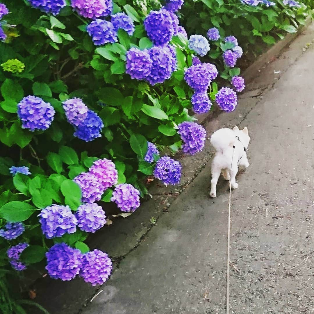 伊勢みずほさんのインスタグラム写真 - (伊勢みずほInstagram)「雨の止み間にふぅ散歩🌂  お花には目もくれず😅😅😅  #梅雨 #紫陽花 #ふぅ #ポメラニアン #ぽめすたぐらむ #ぽめ #ぽめらにあん #ポメラニアン部 #雨 #散歩 #犬の散歩 #犬の写真 #わんこ #わんこのいる生活 #nodognolife #pomestagram #pomeranianlove #伊勢みずほ」7月2日 21時08分 - isemizuhoo