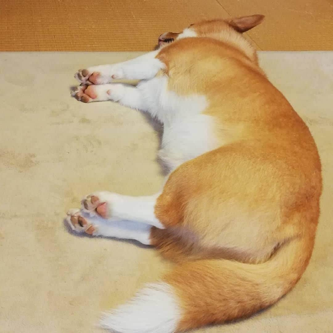 PECO いぬ部さんのインスタグラム写真 - (PECO いぬ部Instagram)「「キツネじゃないよ🦊」 . #かわいいしっぽ🐕 #かわいいお尻🍑 #かわいい肉球🐾 #ヒコ丸くんのお顔は見えずとも #かわいいが沢山詰まってる😍💕 . 素敵な投稿してくださったのは… @hikomaru_corgi さん 他にも素敵なお写真がたくさんあるので、ぜひ遊びに行ってみてくださいね♪  #pecoいぬ部 をつけて投稿すると… PECOのSNSで楽しくご紹介させていただきます😋  #犬 #犬バカ部 #いぬら部 #いぬ部 #わんこ #いぬ #instadog #ilovemydog #ilovedog #dogstagram #dogsofinstagram #doglife #mydogiscutest #todayswanko #doglover  #いぬすたぐらむ #犬のいる暮らし #コーギー #corgiPembroke  #corgi #しっぽ」7月2日 21時00分 - pecodogs