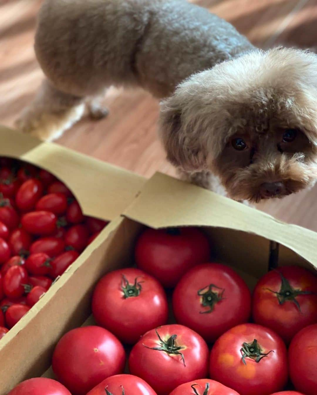 大政絢さんのインスタグラム写真 - (大政絢Instagram)「北海道から真っ赤なトマトが🍅今年もやってきました！ 砂川トマト、佐藤農園からです🍅🍅🍅 甘みとジューシーさがありドレッシングや、スープなど色々作りたいと思います😊✨ 楽しみ！ 愛犬、なちゅもトマトに興味津々🍅🐶✨ 中々北海道に行けてませんが、食べ物だけでも味わえて幸せだ！  #砂川トマト#佐藤農園#北海道産」7月2日 21時08分 - aya_omasa_official