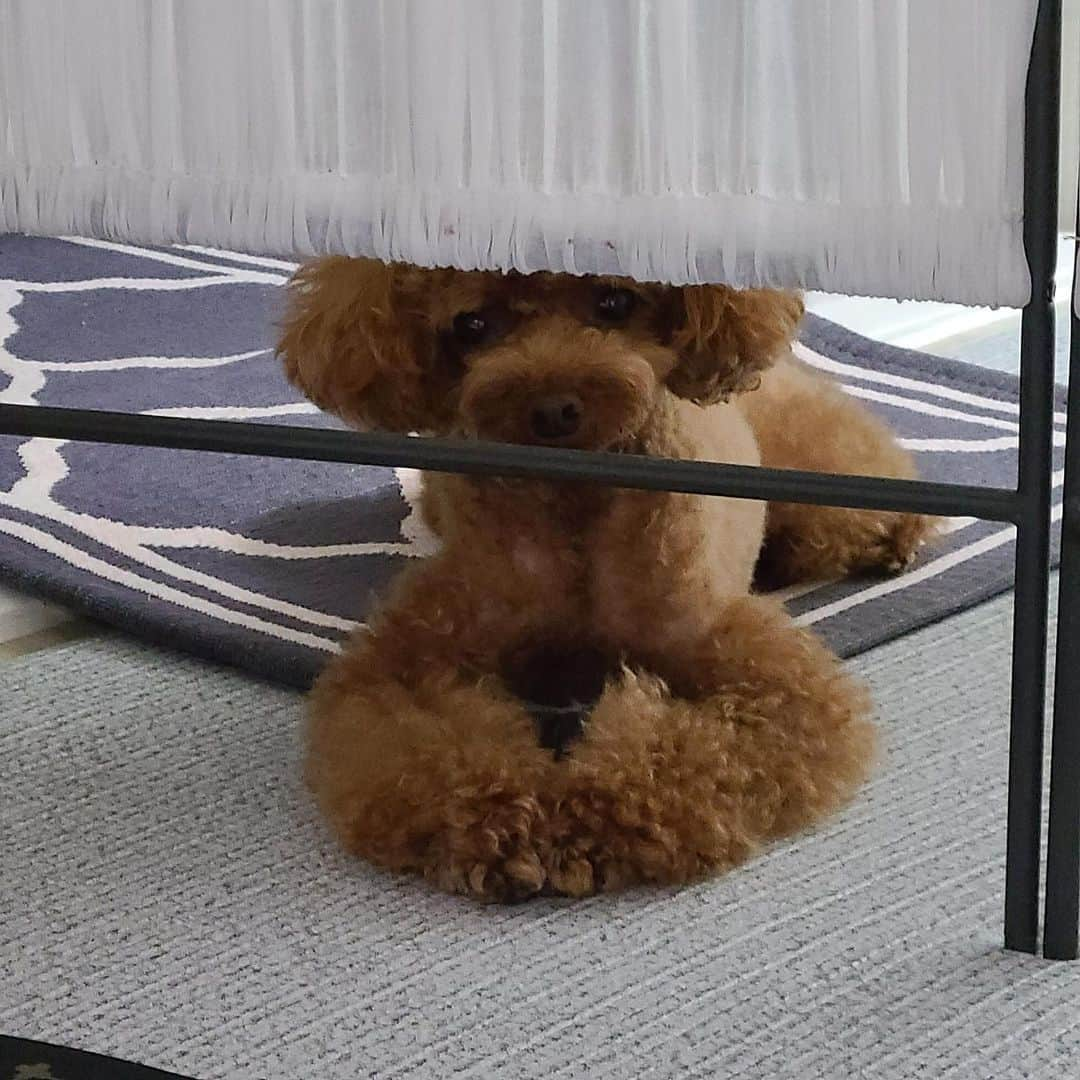 ユン・セアさんのインスタグラム写真 - (ユン・セアInstagram)「🐶어미요..지켜보고있다멍...!! 😈틈만나면 눈에 아른아른..끝나는데로 총총..달려갈꾸마..🐾」7月2日 21時04分 - loveyoonsea