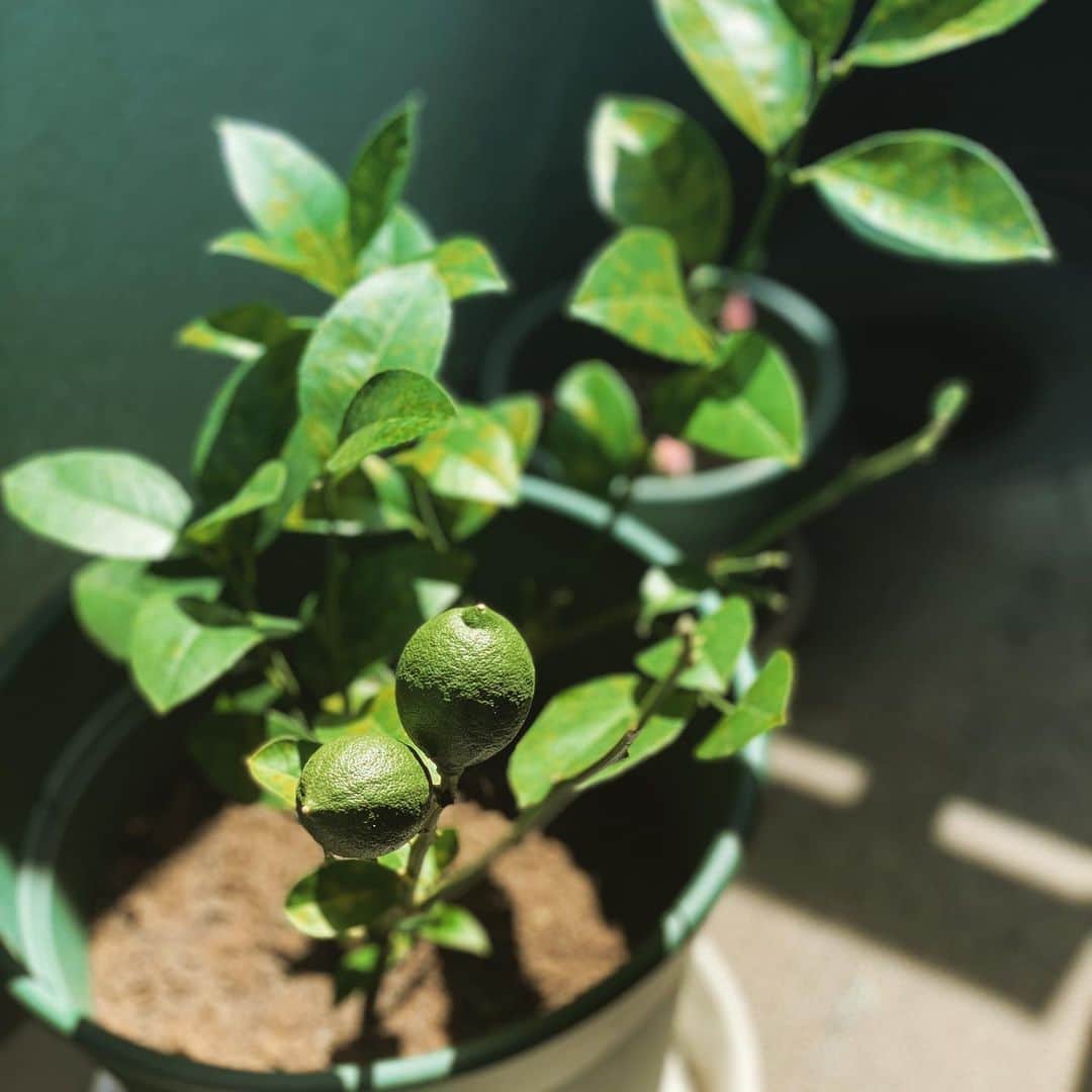 日髙のり子のインスタグラム：「＊＊＊﻿ お休みの過ごし方その1。﻿ 園芸店に行きました🌱🍃🌻﻿ そこで出会ったレモンの木🍋﻿ ずっと、レモンの木がある家に憧れていたのでとても嬉しいです💓﻿ ﻿ 育ってくれるかどうかは…うーん。﻿ 難しいのかなぁ。﻿ 今日は風が強くて、植え替えには厳しい感じでしたが、出来る時にやっちゃえ！と強行してしまいました😝﻿ ﻿ お休みの過ごし方その2。﻿ 久しぶりにヨガに行きました！🧘‍♂️✨﻿ 全身から汗をかいてスッキリ♪﻿ とても気持ちの良い時間を過ごしました。﻿ 体を動かして、歌う体力を養わねばと思っていますᕦ(ò_óˇ)ᕤ 頑張ります！﻿ ﻿ #休日 #趣味 #ガーデニング #🌱 #運動 #ヨガ #🧘‍♀️ #レモン #🍋 #頑張る  ﻿」