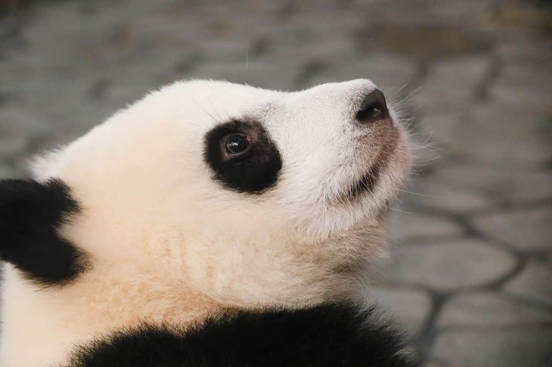 パンダ（白浜）さんのインスタグラム写真 - (パンダ（白浜）Instagram)「ＰＲＯＦＩＬＥ　#結浜  🐼😊🐼  #ADVENTUREWORLDPANDAS #baby #HELLOLITTLE #pandamental #hellopanda #ハローリトル #ハローパンダ #パンダグラビア #パンダ　and #panda #pandababy 🐼🐼🐼」7月2日 21時17分 - hellopanda_book