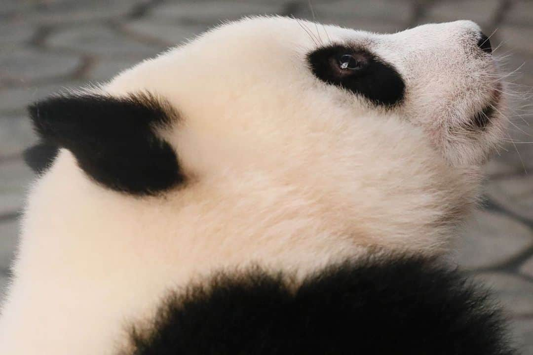 パンダ（白浜）さんのインスタグラム写真 - (パンダ（白浜）Instagram)「ＰＲＯＦＩＬＥ　#結浜  🐼😊🐼  #ADVENTUREWORLDPANDAS #baby #HELLOLITTLE #pandamental #hellopanda #ハローリトル #ハローパンダ #パンダグラビア #パンダ　and #panda #pandababy 🐼🐼🐼」7月2日 21時17分 - hellopanda_book