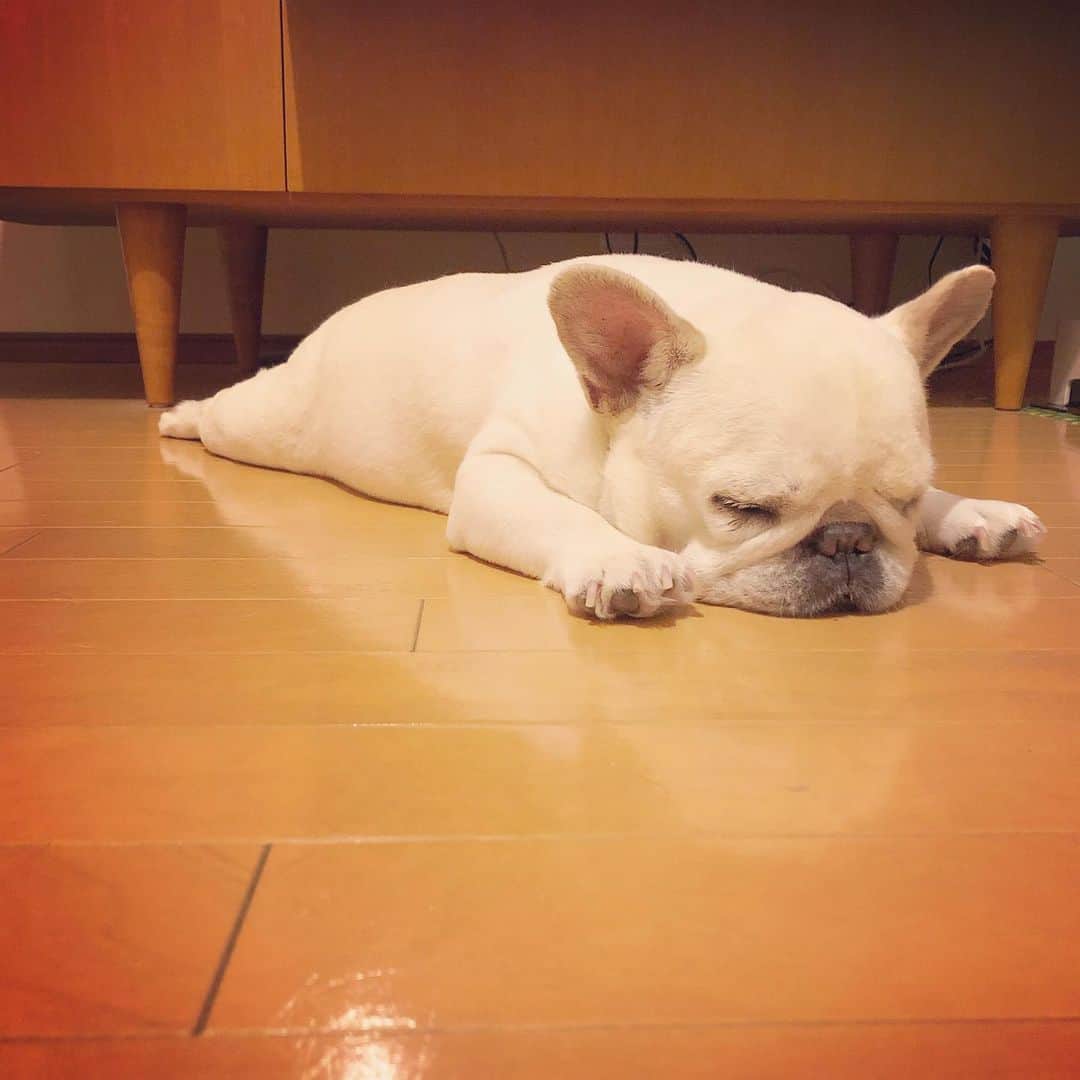 タニム（マーブル母）のインスタグラム：「* 満腹でシュワッチ寝🐷💤 * #前ならえ寝とも言える #わたしの癒し時間 #私のアモーレ🐷❤️」