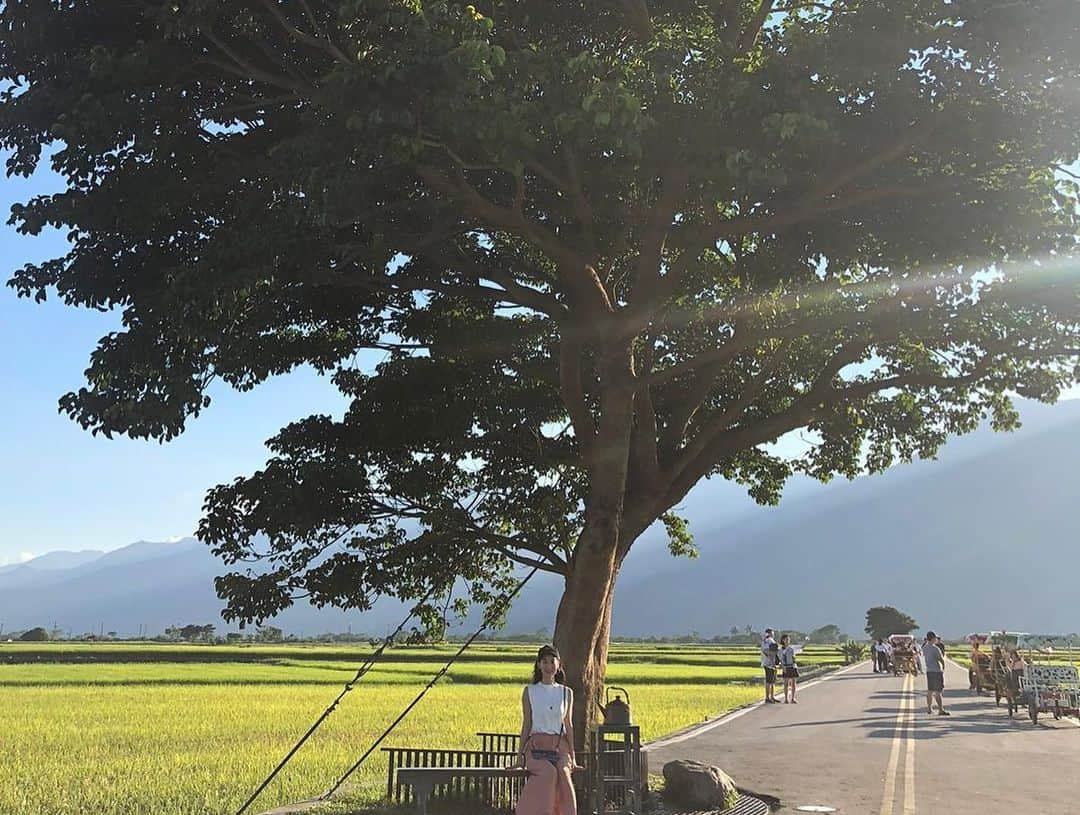 大久保麻梨子さんのインスタグラム写真 - (大久保麻梨子Instagram)「不能自由出國旅行的期間，只能看看旅遊照來腦內旅行。 但其實比照片好看100倍的風景是親自去才能真正感受到 其實渴望的畫面原來是離我不遠 已經開始期待下一個台東旅遊了！計畫起來✈️ #台東好玩卡   金色に輝く稲穂が絶景の伯朗大道 台東に行ったらぜひ訪れたい場所の１つです  ...........................................................................................  #taitung #taitung_taiwan #taitungtravel #台東 #台東景點 #taiwan #taiwantravel #taiwantrip #台湾 #台湾旅行 #台湾女子旅 #台湾観光 #台東観光」7月2日 21時19分 - marilog0907