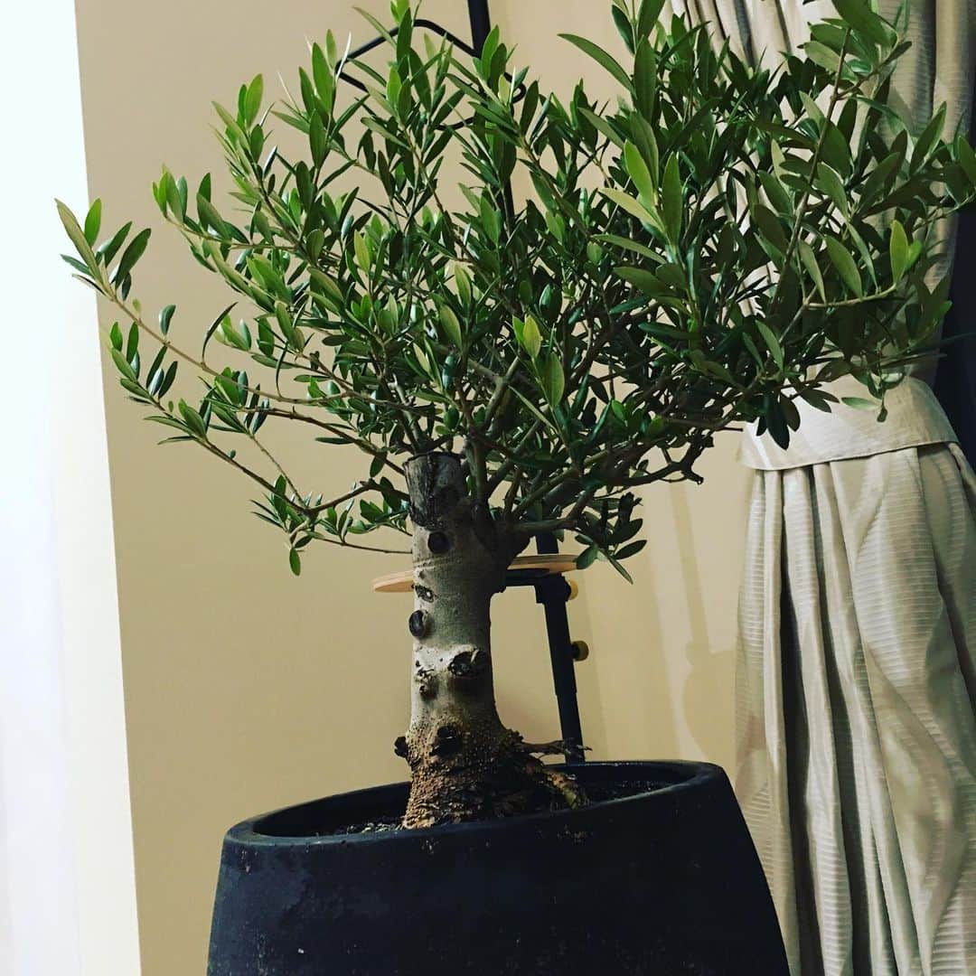 宮田麺児のインスタグラム：「届いた　新しい仲間 オリーブ！！  カッコ良すぎる！  #観葉植物#オリーブの木#盆栽」