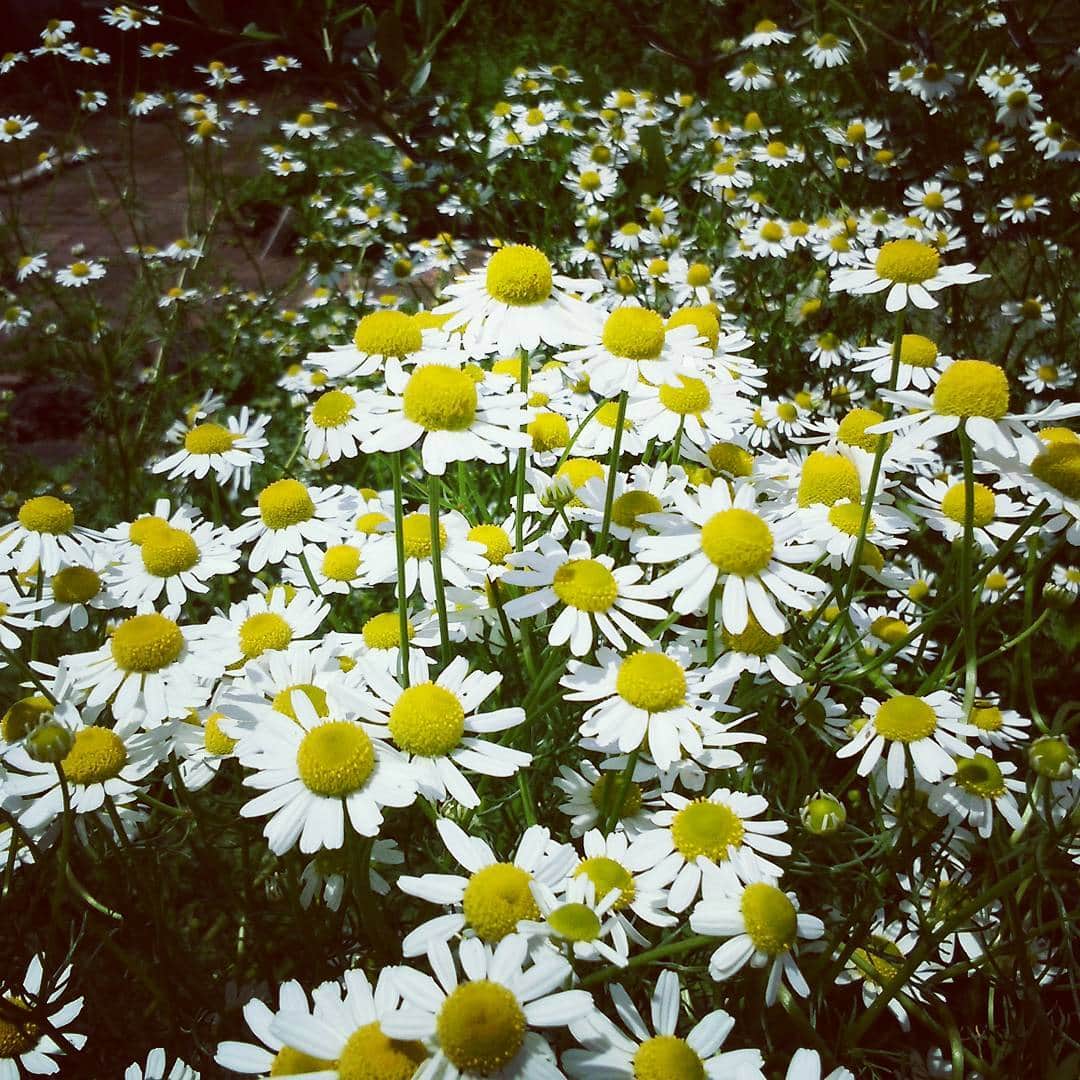 ホテルアンビエント伊豆高原のグルメインスタ