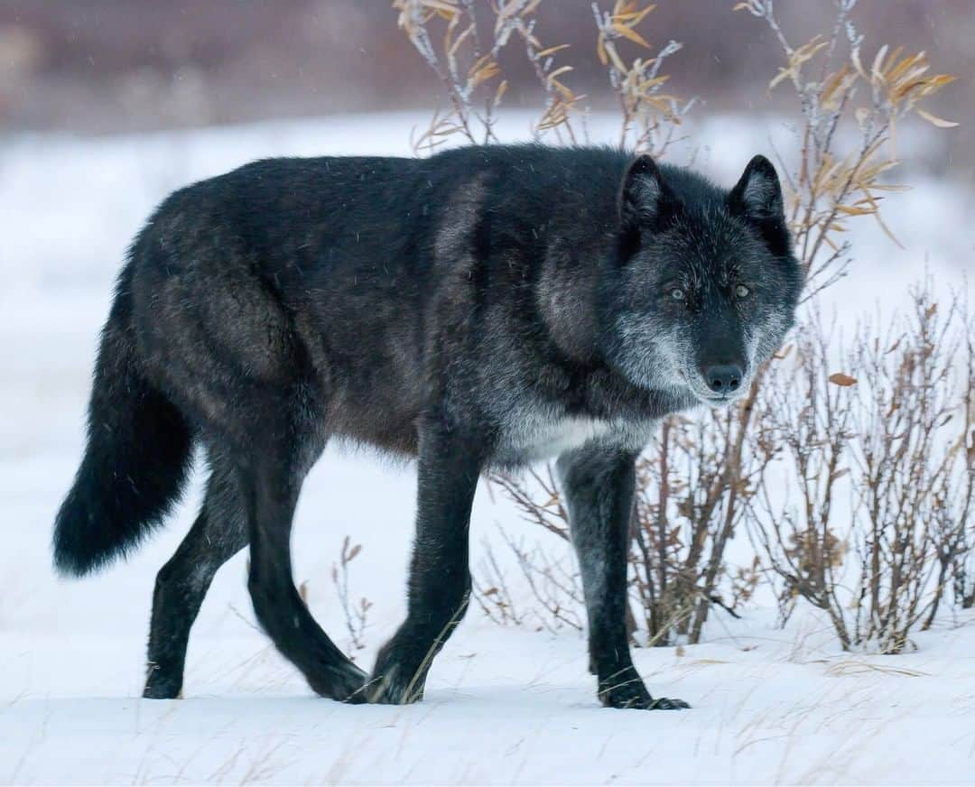 National Geographic Travelさんのインスタグラム写真 - (National Geographic TravelInstagram)「Photo by @bertiegregory  This beautiful female gray wolf is part of the only pack in the world known to take on polar bears. She and her pack surrounded us just a few feet away, but we felt zero aggression—just curiosity. Follow @bertiegregory for more wildlife adventures. #wildlife #animals #wolves #wolf #snow」7月2日 13時09分 - natgeotravel