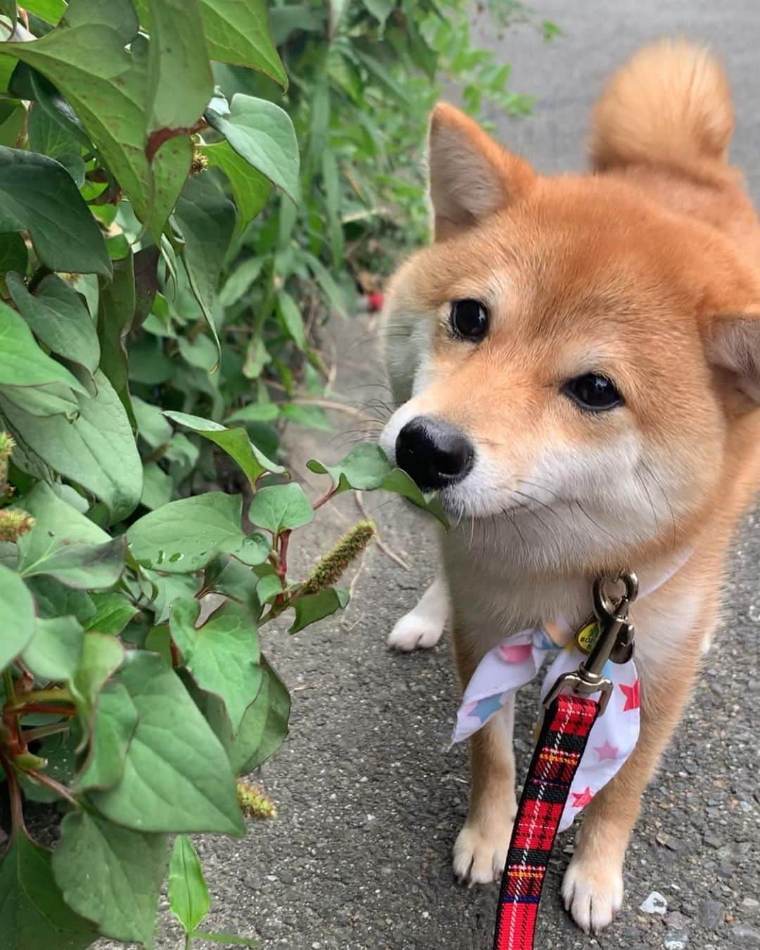 豆柴 サニーちゃんのインスタグラム