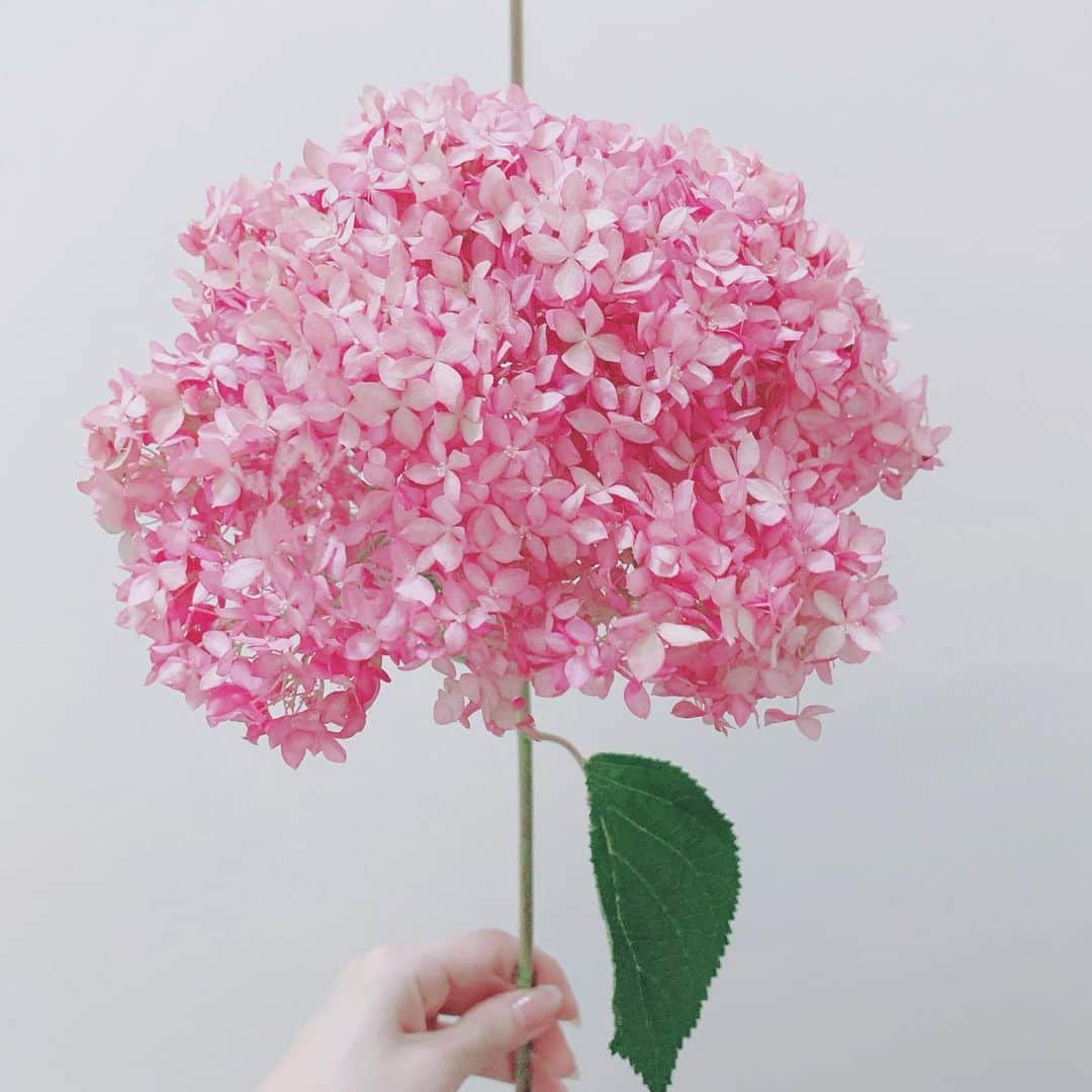 久保陽香さんのインスタグラム写真 - (久保陽香Instagram)「. . . 最近家の中もベランダも緑緑してて お花を買うのがちょっと久しぶりでした。  飾ってる時 ｢お花ってやっぱりいいな〜｣って 声が思わずこぼれていました。  そんなわけで7月もよろしくお願いします。 今年もまだ半年あると思って前向きに頑張ろ。  #ピンクアナベル  #グリーンスケール  #ベビーハンズ  #くぼお花」7月2日 13時36分 - kubo_haru