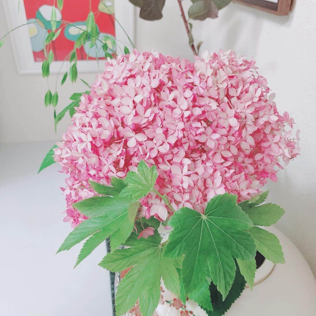 久保陽香さんのインスタグラム写真 - (久保陽香Instagram)「. . . 最近家の中もベランダも緑緑してて お花を買うのがちょっと久しぶりでした。  飾ってる時 ｢お花ってやっぱりいいな〜｣って 声が思わずこぼれていました。  そんなわけで7月もよろしくお願いします。 今年もまだ半年あると思って前向きに頑張ろ。  #ピンクアナベル  #グリーンスケール  #ベビーハンズ  #くぼお花」7月2日 13時36分 - kubo_haru