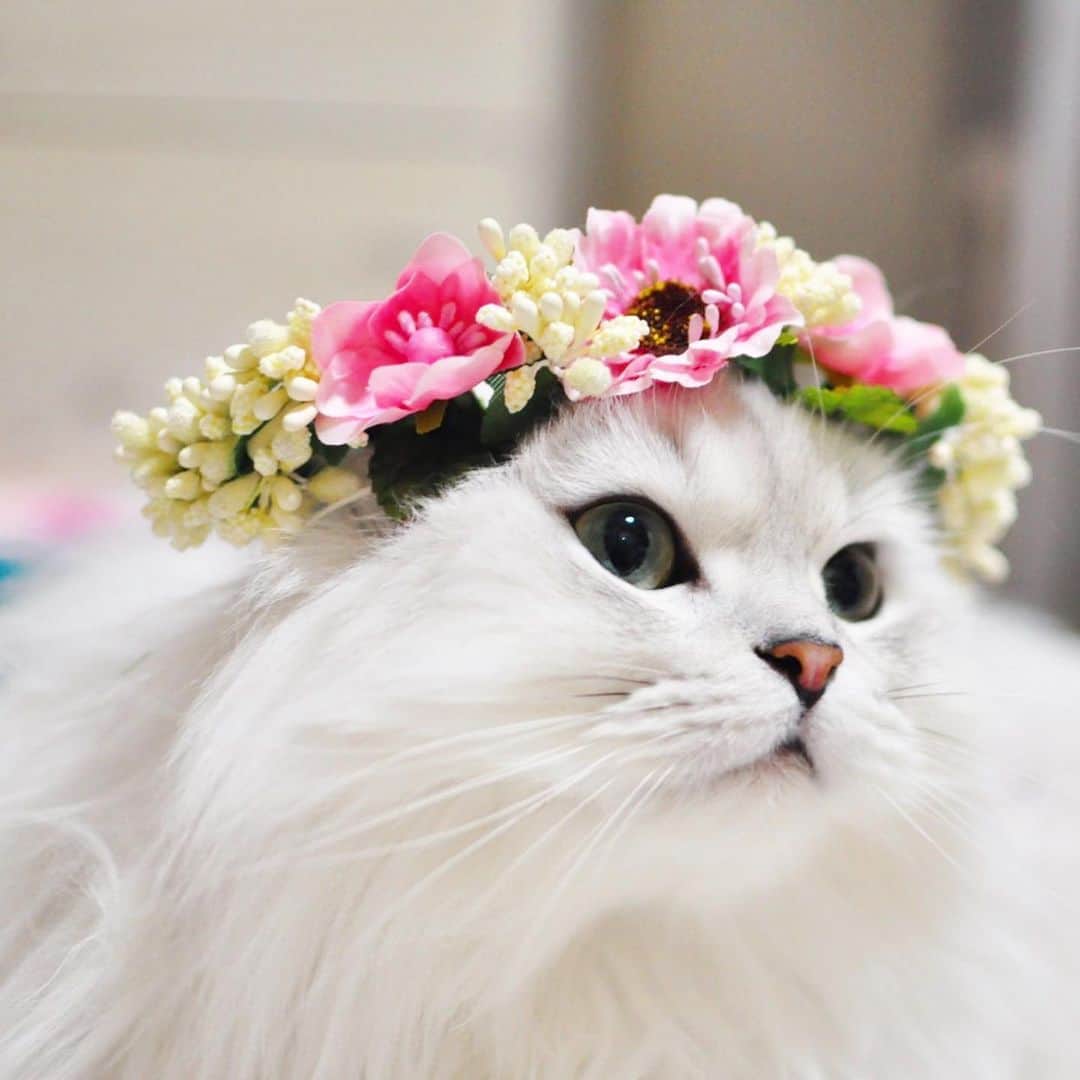 후추네큰언니のインスタグラム：「#TBT  화관쓴 후추 사진 연어하다 안올린 컷들이 이쁘길래.. ☺️🌼🌸🌺 . . . . . . #후추  #고양이  #냥스타그램 #캣스타그램  #Hoochu #Hoochuthecat #cat #cats #catstagram #catsofinstagram #topcatphoto #bestmeow #ilovecat #cute #fluffy #petstagram #instacats」