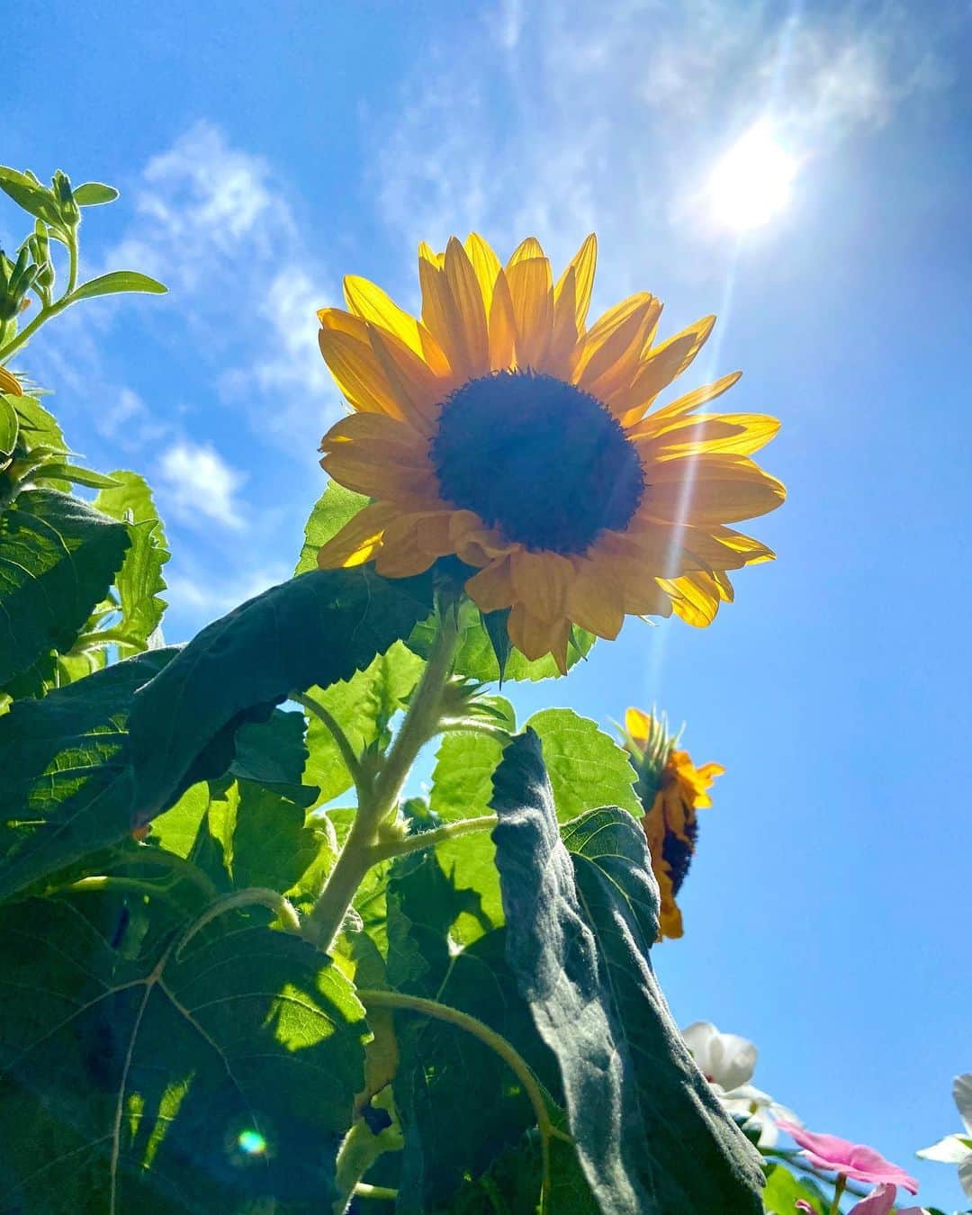 のインスタグラム：「いい天気🌞🌻」