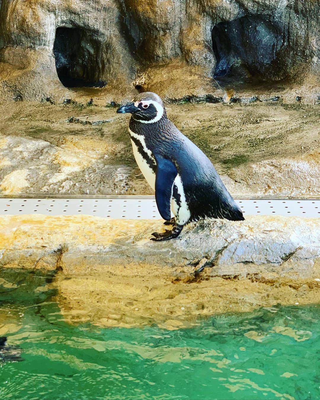 トムセン陽子さんのインスタグラム写真 - (トムセン陽子Instagram)「今週月曜はベリのリクエストでしながわ水族館へ。私は🐟にそんなに興味がないのだけど、いざ行くと見たこともないような🐟たちがスイスイ泳いでいて、とても楽しめました。ベリは色とりどりの🐟に夢中。目が釘付けに（笑）。ちょっと遠かったけど、行ってよかった♡ 母娘のデートがだんだん友達みたいになってきて楽しいです。 . . . #また行こうね #母娘デート #しながわ水族館 #レトロでよかった #夏の水族館は涼しくていいね」7月2日 14時28分 - yokothomsen