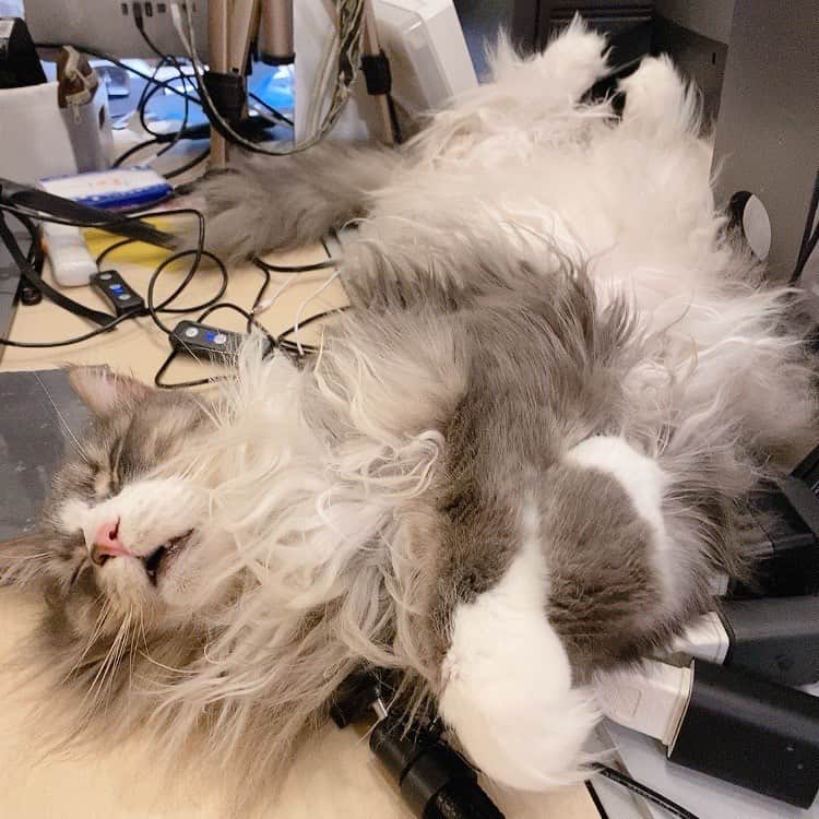 のインスタグラム：「育児疲れ 仔猫たちに優しくしてくれてありがとう _  #ぷーぷー #ねこ #猫 #メインクーン #cat #catstagram #catsagram #catsofinstagram #cats_of_world #catlover #catlovers #catholic #cat_of_instagram #catlife #mainecoon #mainecoonlife #mainecoonlover #fluffy #bigcat #ねこ部 #ふわもこ部 #メインクーン部  #にゃんすたぐらむ #ねこすた #ねこすたぐらむ  #ねこと暮らす #育児疲れ」