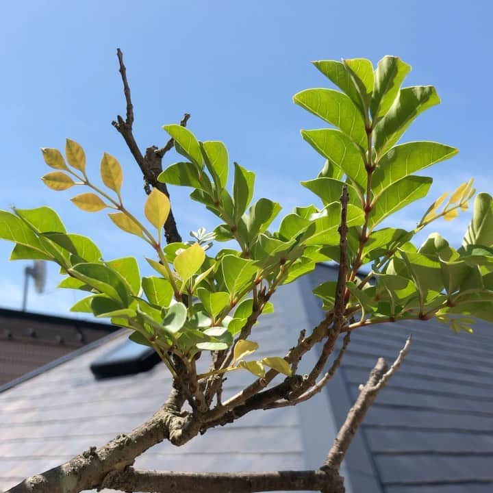 亀田誠治のインスタグラム：「青空、緑、風。 いいことありますように！😊」
