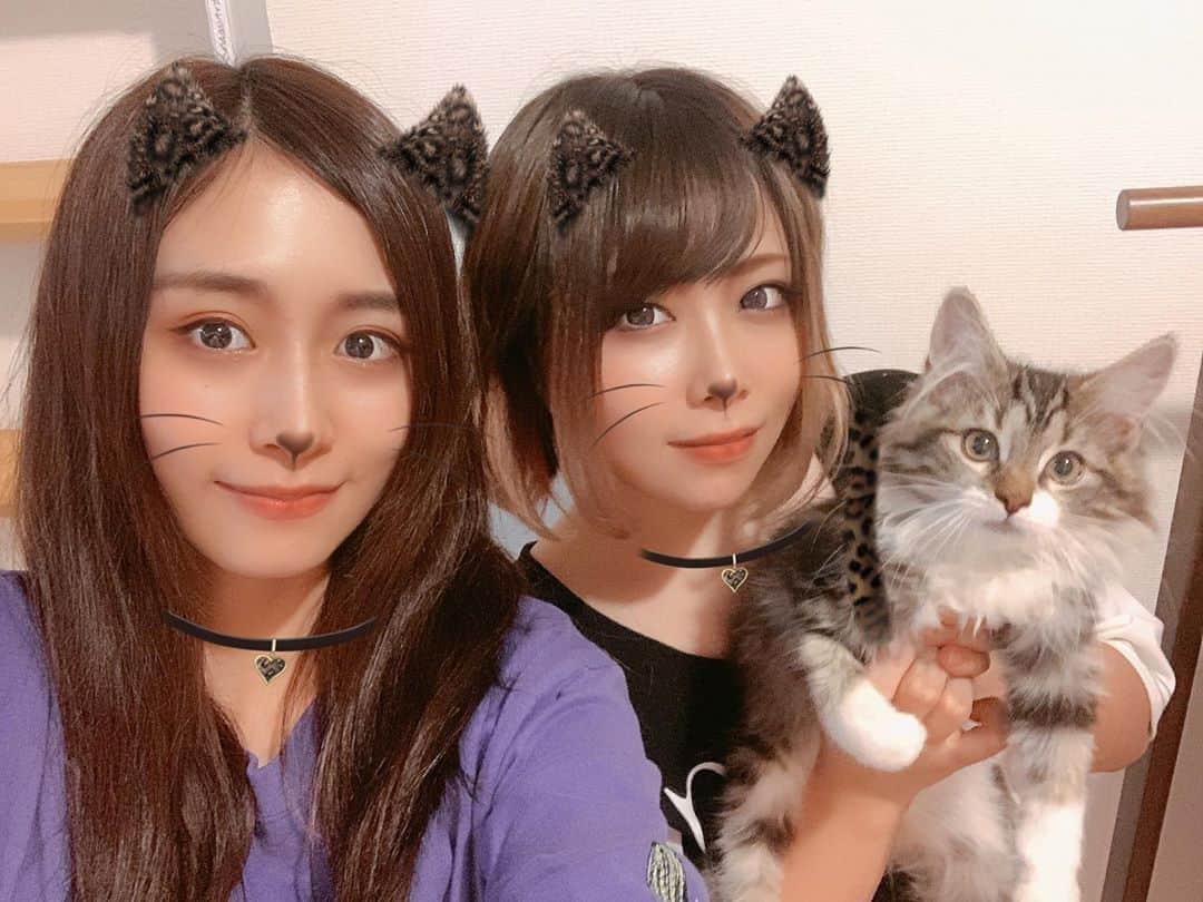 内木志のインスタグラム：「内木ショパンYouTube始めました😽 編集の練習だけど、ごりごりに編集する所もなく、文字と音楽くらい🤣 サムネイルがよくわかんない。🙀 最近はずっと甘噛みばっかりしてくる🐱 この写真を撮るのも暴れて大変でした🤣 ネズミのおもちゃ🐀で釣りました😹 お家に来た時より大きくなって、片手で抱っこできなくなった。 どんどん成長しております✨ #内木ショパン #ノルウェージャンフォレストキャット #🇳🇴 #ノルウェージャン #猫 #仔猫 #ペット #ねこすたぐらむ  #ねこのいる生活  #ねこのいる暮らし」