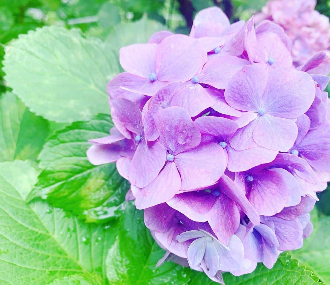 小椿希美のインスタグラム：「・ 7月スタート🌼 先日、見に行った紫陽花です☺️ ・ 紫陽花の中に… カタツムリやカニを発見😳✨ 蟹！！ びっくりして、 途中から花より蟹に夢中。 ・ #親友さまと #静岡#紫陽花めぐり#ドライブ #秋葉公園#大鐘家#静岡の紫陽花スポットめぐり #久しぶりのうっちー #アナウンサー」