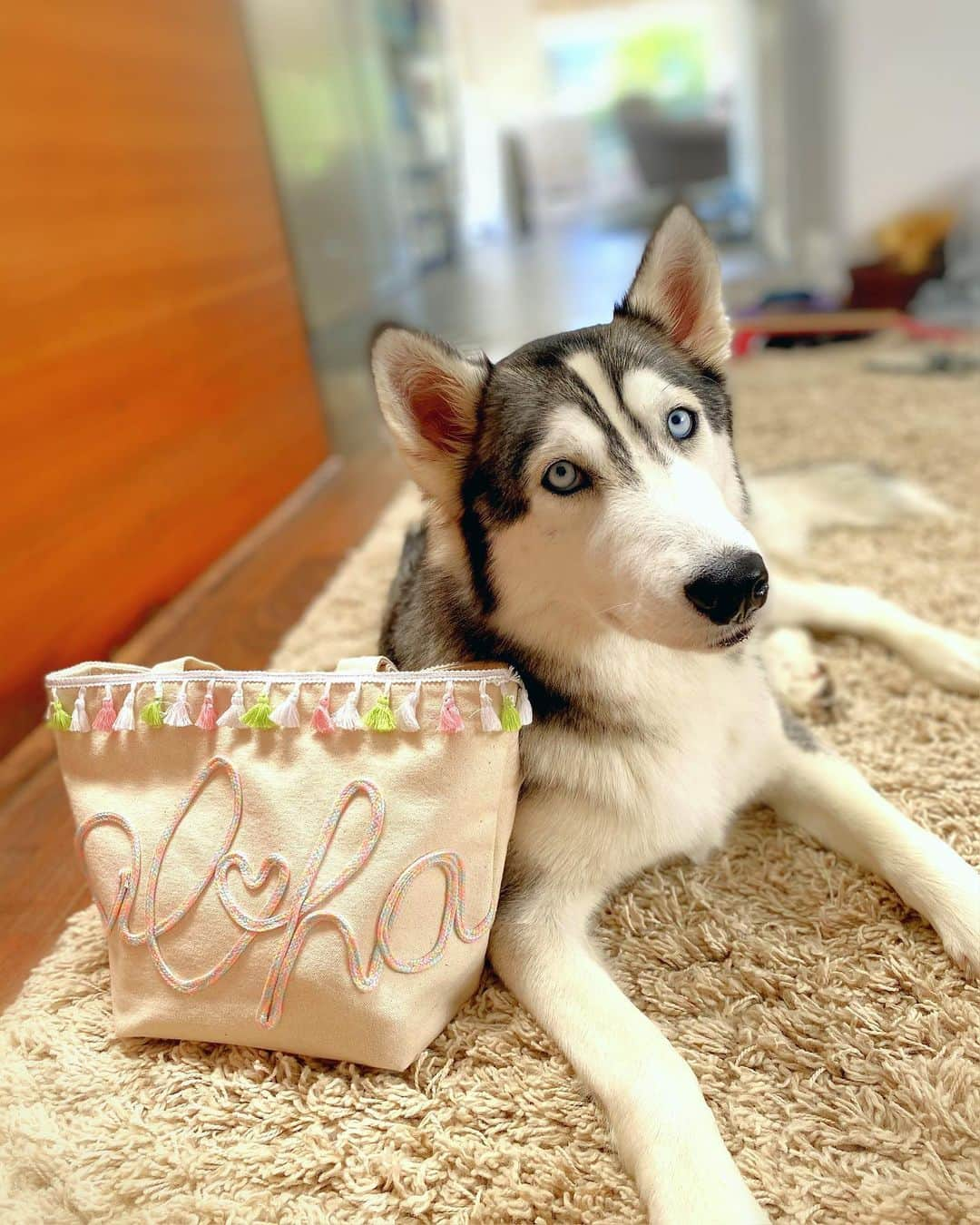 Moco Lima Hawaiiさんのインスタグラム写真 - (Moco Lima HawaiiInstagram)「Aloha Canvas Tote Bag, Designed by Moco  #love#dog#doglover#cute#husky#relaxday#relaxing#afternoon#musicday#guitar#piano#Mbira#kalimba#girls#session#funday#poolday#smiling#happyday#mocolima#hawaii#totebag#楽しい時間#リラックスデー#音楽#ガールズセッション#犬#ハスキー#モコリマハワイ#友達」7月2日 15時48分 - mocolimahawaii