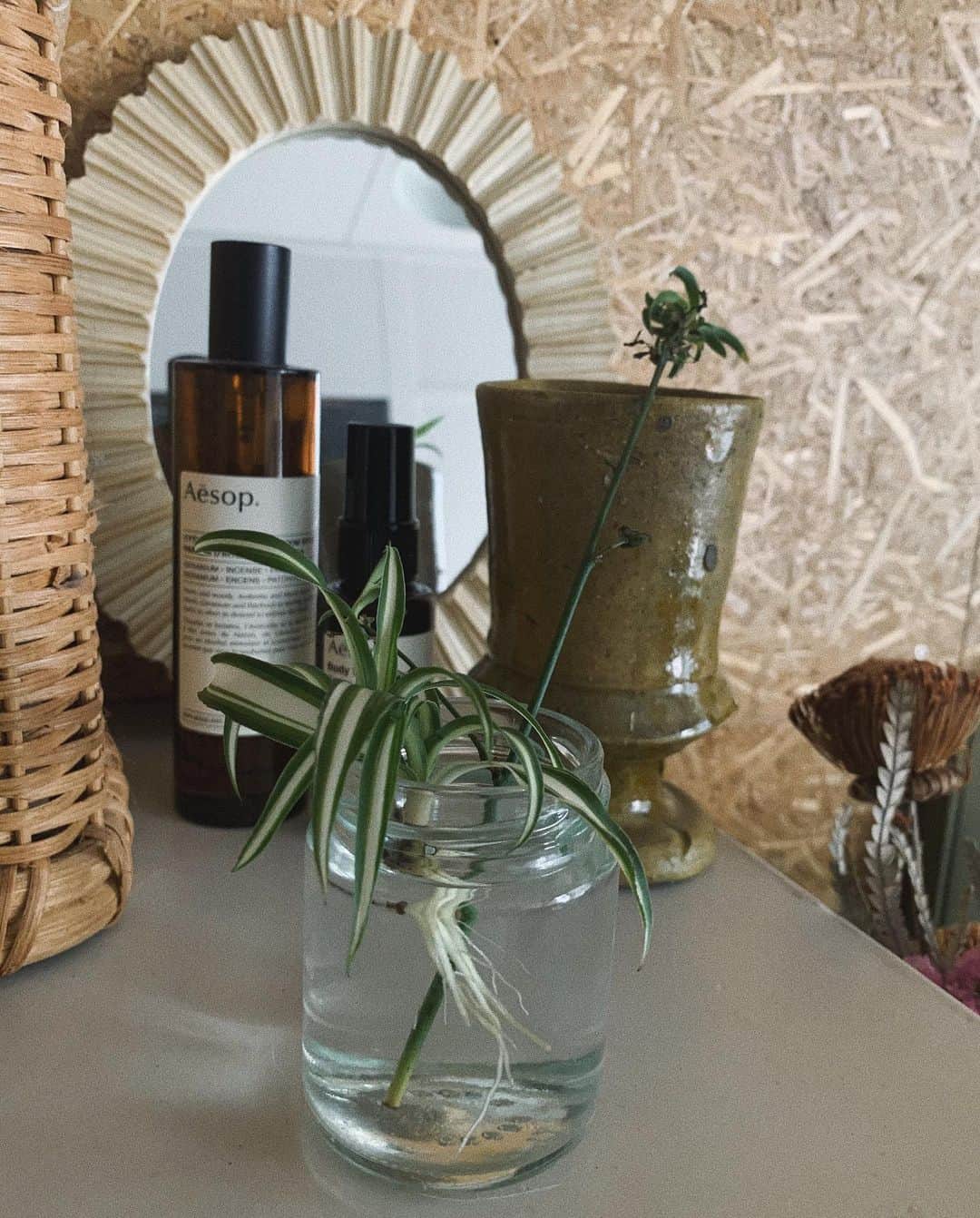 のインスタグラム：「﻿ 　﻿ 7月ですね！﻿ はやいな〜﻿ ﻿ オリヅルラン🌿﻿ 可愛い鉢見つけて植え替えたいな〜﻿ ﻿ ﻿ ﻿ 私の近況はコロナで延期になってた﻿ 謎の歯の下のモヤがやっとCTとって解明されました。﻿ ﻿ ただの骨、、、😇一安心﻿ 歯の下はスポンジ🧽ぽい骨だから普通は黒くうつるんですが﻿ 普通にしっかりした骨になってるらしい！﻿ そんなこともあるんですね！これも個性だね！﻿ そして気付いてなかったけど骨隆起🦴もあるみたい﻿ 食いしばりや歯ぎしり無意識でしてるのかな〜﻿ ﻿ ﻿ という7月のはじまり〜﻿ （どうでもよいですね笑）﻿ ﻿ 今年も半分きっちゃったのか、、、﻿ はやい〜﻿ ﻿ ﻿ #room#植物」