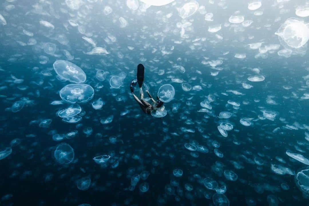 Discover Earthさんのインスタグラム写真 - (Discover EarthInstagram)「🇮🇩 #discoverPapua with @alexkyddphoto : "Floating in a field of jellyfish 🌝 . Freediver @ellemayell "」7月2日 17時00分 - discoverearth