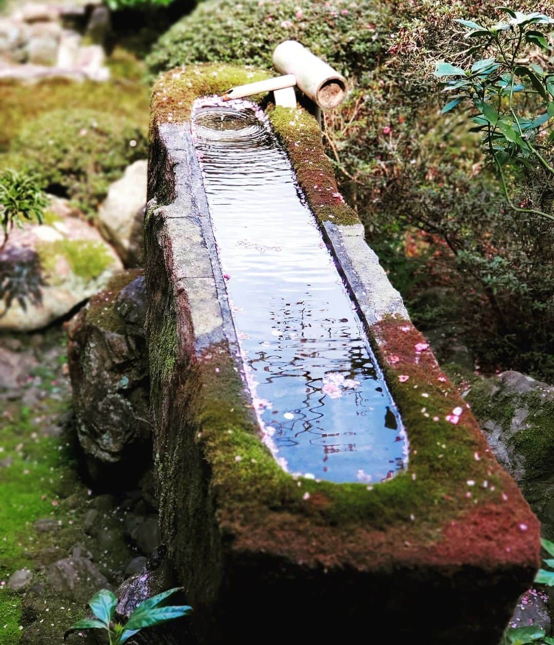 市川笑野のグルメインスタ