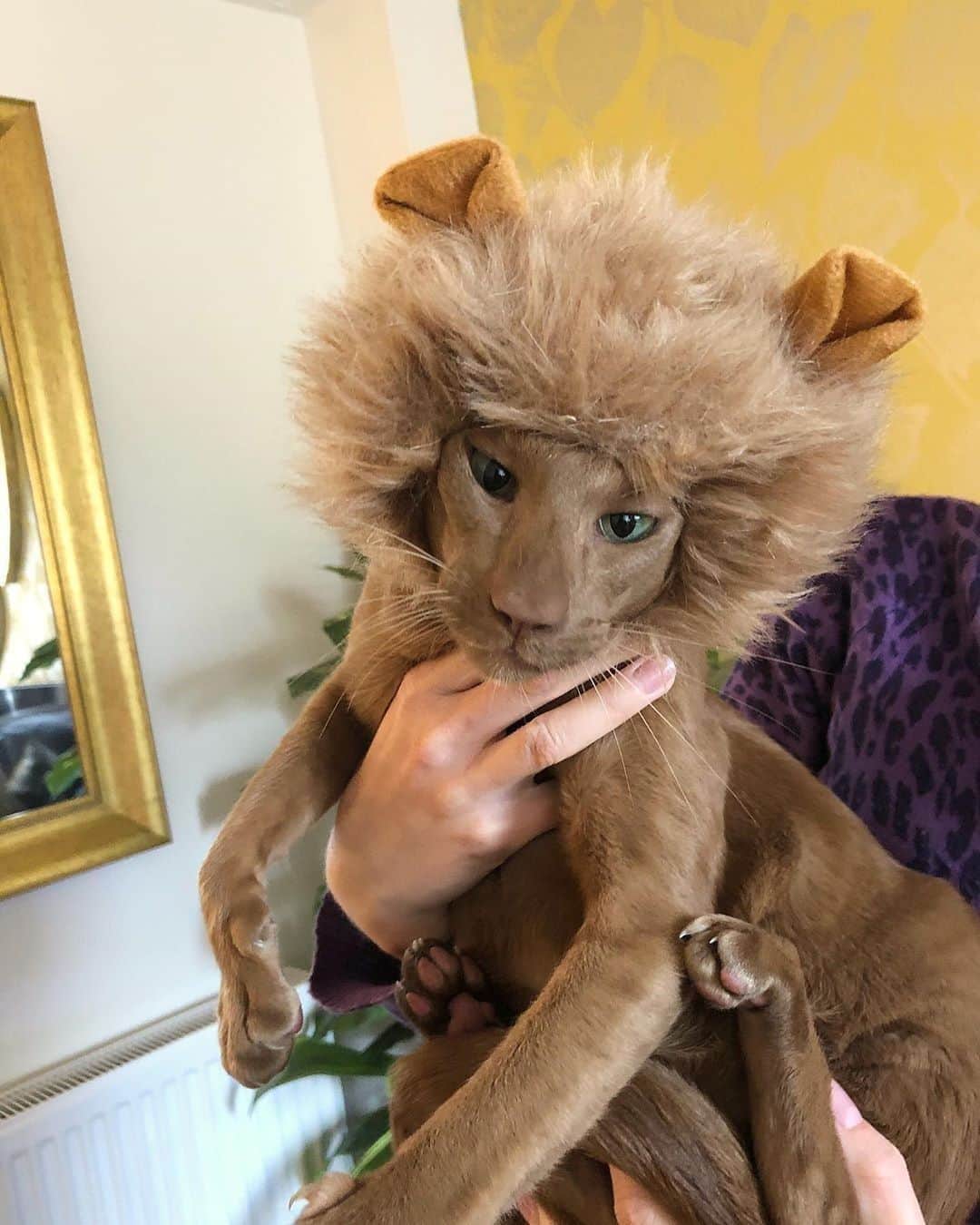 Aww Clubさんのインスタグラム写真 - (Aww ClubInstagram)「Found a lil baby lion cub ! 🦁⠀ ⠀ 📷@ralphtheorientalcat⠀ ⠀ #meowed #ralphtheorientalcat #orientalshorthair #browncat #greeneyedcat #greeneyes」7月2日 18時00分 - meowed