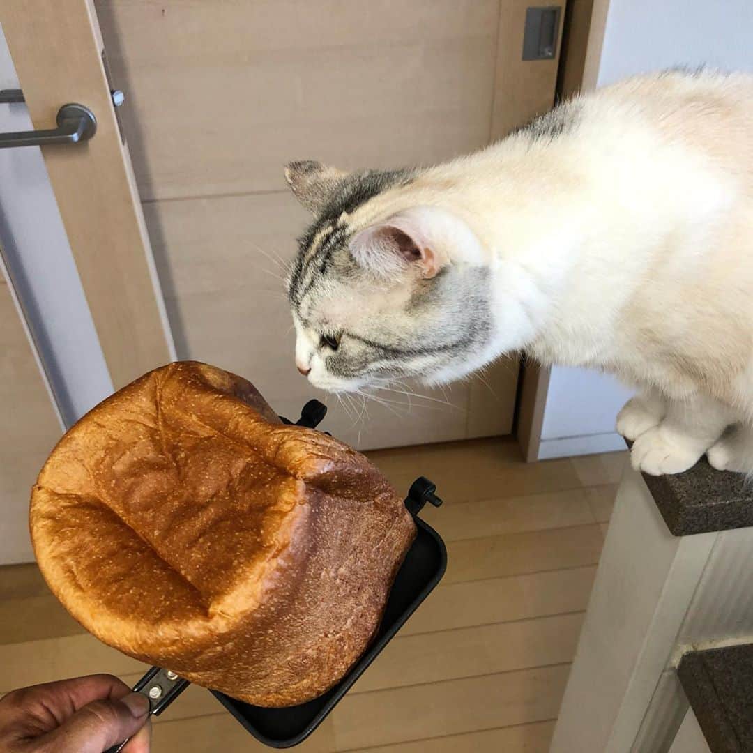 ホタテ＆クラム＆シラスのインスタグラム：「人気のねこねこ食パン^ ^ #cat #neko #ScottishFold #猫 #ねこ #スコティッシュフォールド #catstagram #instagram #instagramjapan #ig_japan #igersjp」