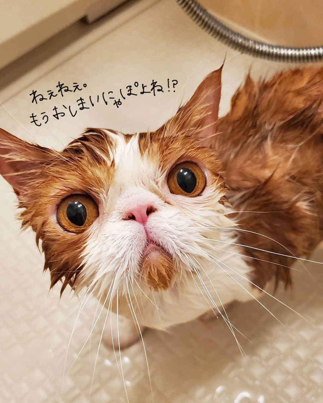 なっつ。さんのインスタグラム写真 - (なっつ。Instagram)「おぼちゃきろく② もうおしまいにゃぽー‼️ ぽっちゃんでるにゃぽー🐯 * 洗いきったらでる気満々だけど 山場はこれからー😂 とぅちゃんと２人がかりで 乾かすのだけど ぽっちゃんは半乾きにするのが 毎回限界です…😓 ドライヤーでお腹乾かされるのが １番ややのよねぇ😅 #ギズモ #gizmo #gremlins ・ ・ ・」7月2日 18時10分 - punipopo