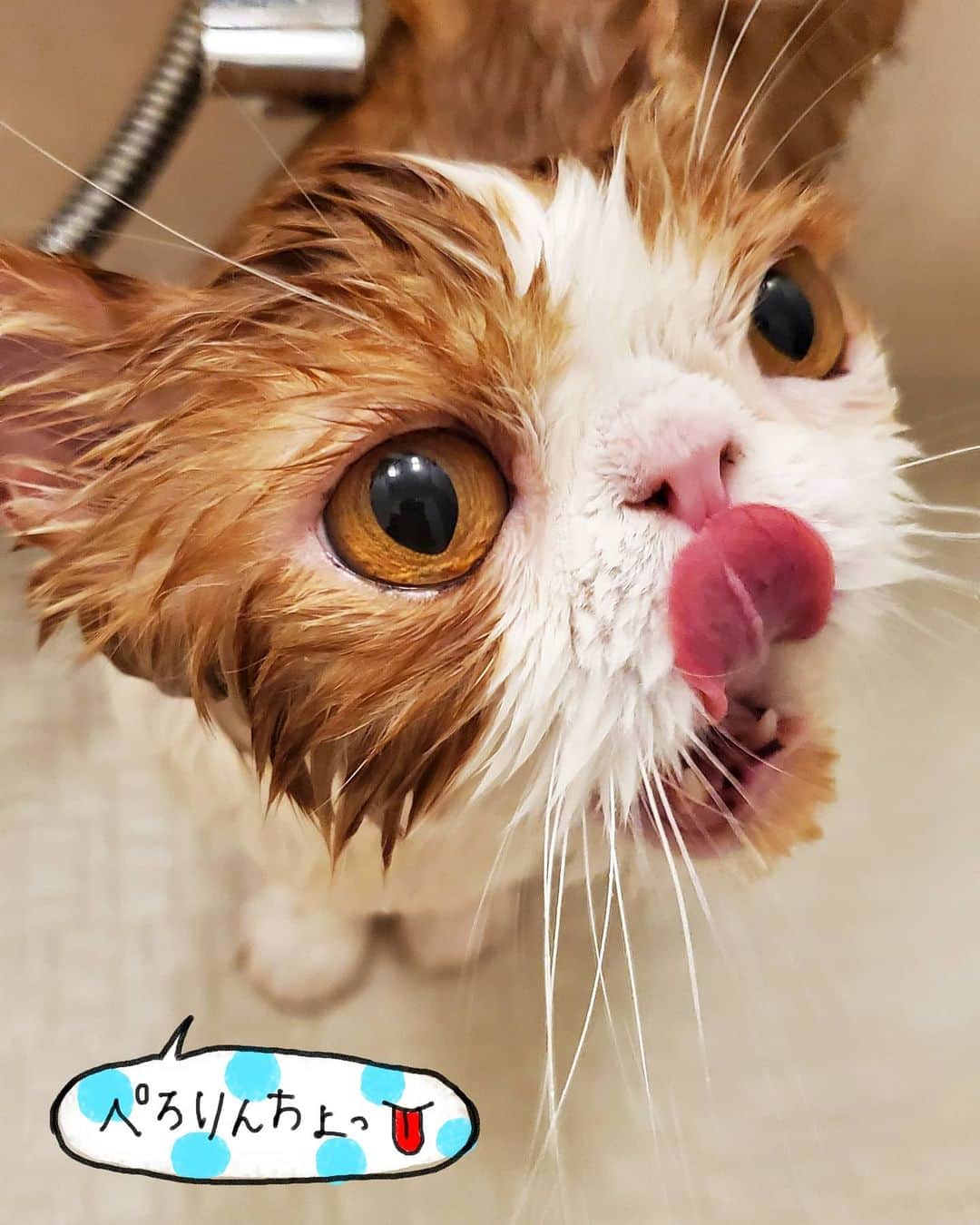 なっつ。さんのインスタグラム写真 - (なっつ。Instagram)「おぼちゃきろく② もうおしまいにゃぽー‼️ ぽっちゃんでるにゃぽー🐯 * 洗いきったらでる気満々だけど 山場はこれからー😂 とぅちゃんと２人がかりで 乾かすのだけど ぽっちゃんは半乾きにするのが 毎回限界です…😓 ドライヤーでお腹乾かされるのが １番ややのよねぇ😅 #ギズモ #gizmo #gremlins ・ ・ ・」7月2日 18時10分 - punipopo