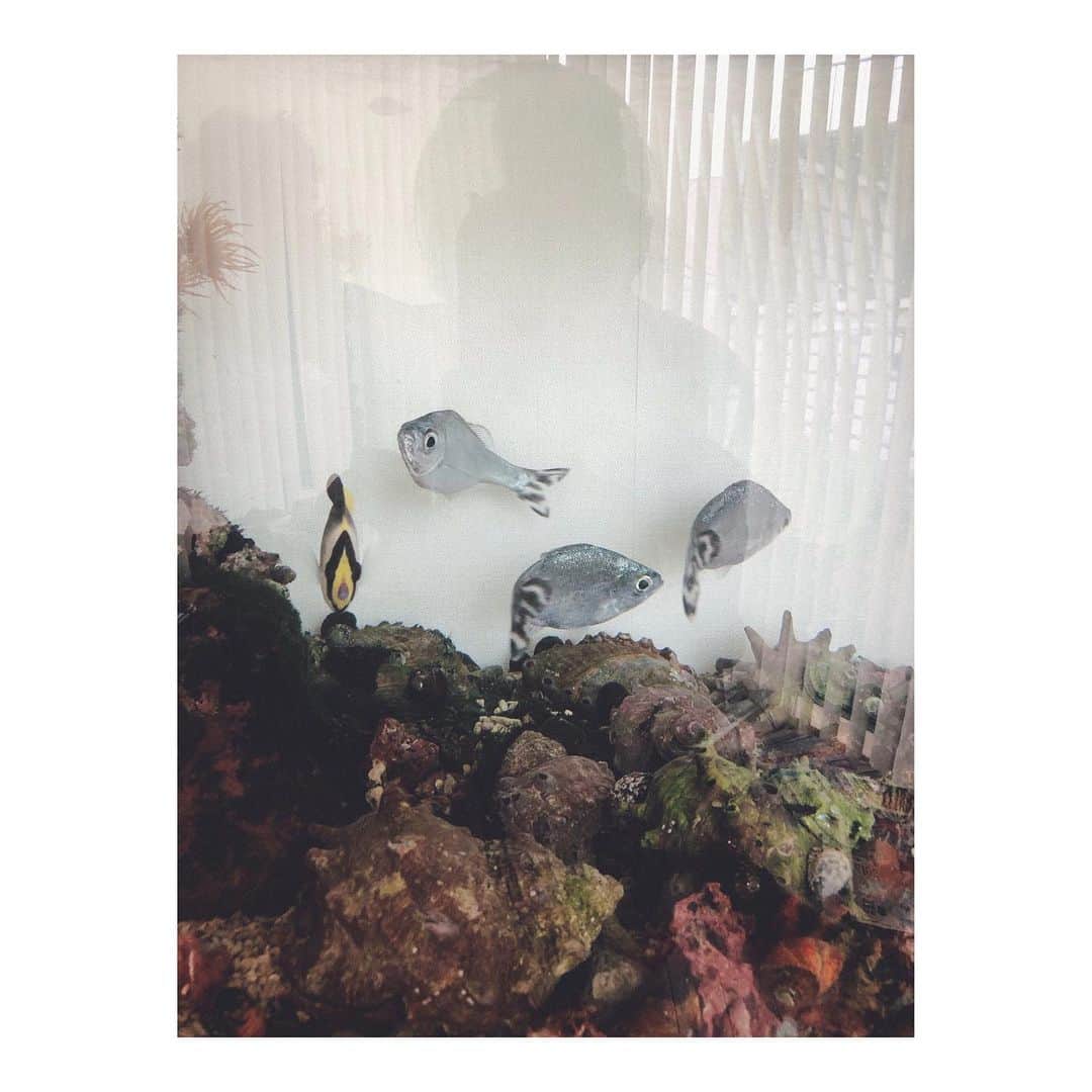 笹峯愛さんのインスタグラム写真 - (笹峯愛Instagram)「恵子さんちにある海。  大きな水槽、素敵〜。 でも、お掃除大変そう〜。  って所が、もう、おばちゃん。  こちらの水槽、海水（塩水）なんですと。  そう言えば、海にいる魚達ですよね。  そうそう 骨と呼吸のワークショップレッスンの最中に  畑の土のpH値の話になり そこから体内のpH値の話になり  塩水の話になり  経口補水液の話になり  ミネラルたっぷりの塩は 結局、それと同じ効果を期待できるとか。  早速、試してみようと思っております。」7月2日 18時21分 - mineco.m