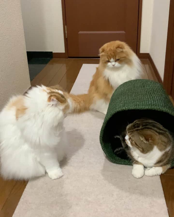 のインスタグラム：「Everyone wants it 🐵🦁🐹❤️ . 植木カバーにしようと購入したのですが… やはりにゃんこーズに大人気😂🧺 .  いつも通り1番強いうずらちゃんが先に入り、タラちゃんに潰され…る前に出ました〜🙉 タラちゃんのお兄ちゃんがいるか、そっと伺うのが可愛い🦁 2人が去った後はイクラちゃんが入ってます🐹  . #orikago #catsofinstagram #cats #weeklyfluff #scottishfold #adorable #catlife #catlover #meowed #9gag #kawaii #cats_of_world #neko」