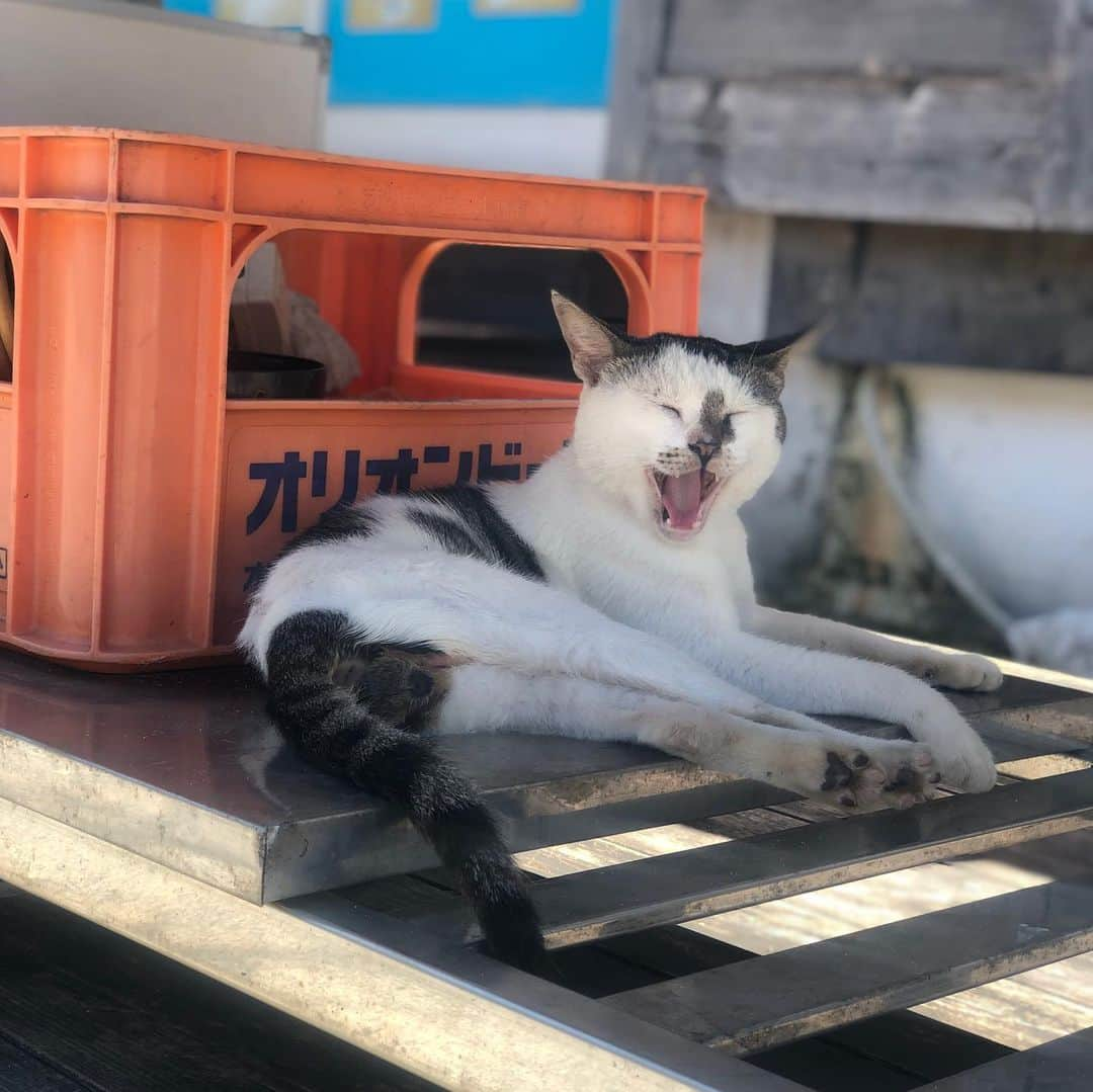 鳳真由さんのインスタグラム写真 - (鳳真由Instagram)「写真旅✈️② これはいつかの沖縄県渡嘉敷島。  信じられないくらい美しい海と空、そしてのんびりした猫さんたちと優しい人がいっぱいで  時間よ止まれ！！と思う位素敵な島でした。  しかし、悲しい歴史もあります。 写真にはありませんが第二次世界大戦中に集団自決があり、いまその場所には『白玉の塔』という慰霊碑が建っています。私もお参りしてきました。 こんな美しい島とその凄惨な歴史のギャップに胸が痛くなったのを覚えています。  渡嘉敷村の公式サイトにも集団自決について詳しく載ってますので、是非シェアしたいです。 忘れてはいけないですね！」7月2日 18時38分 - ootorispecialpanic