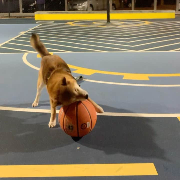 Shibainu Pontaのインスタグラム