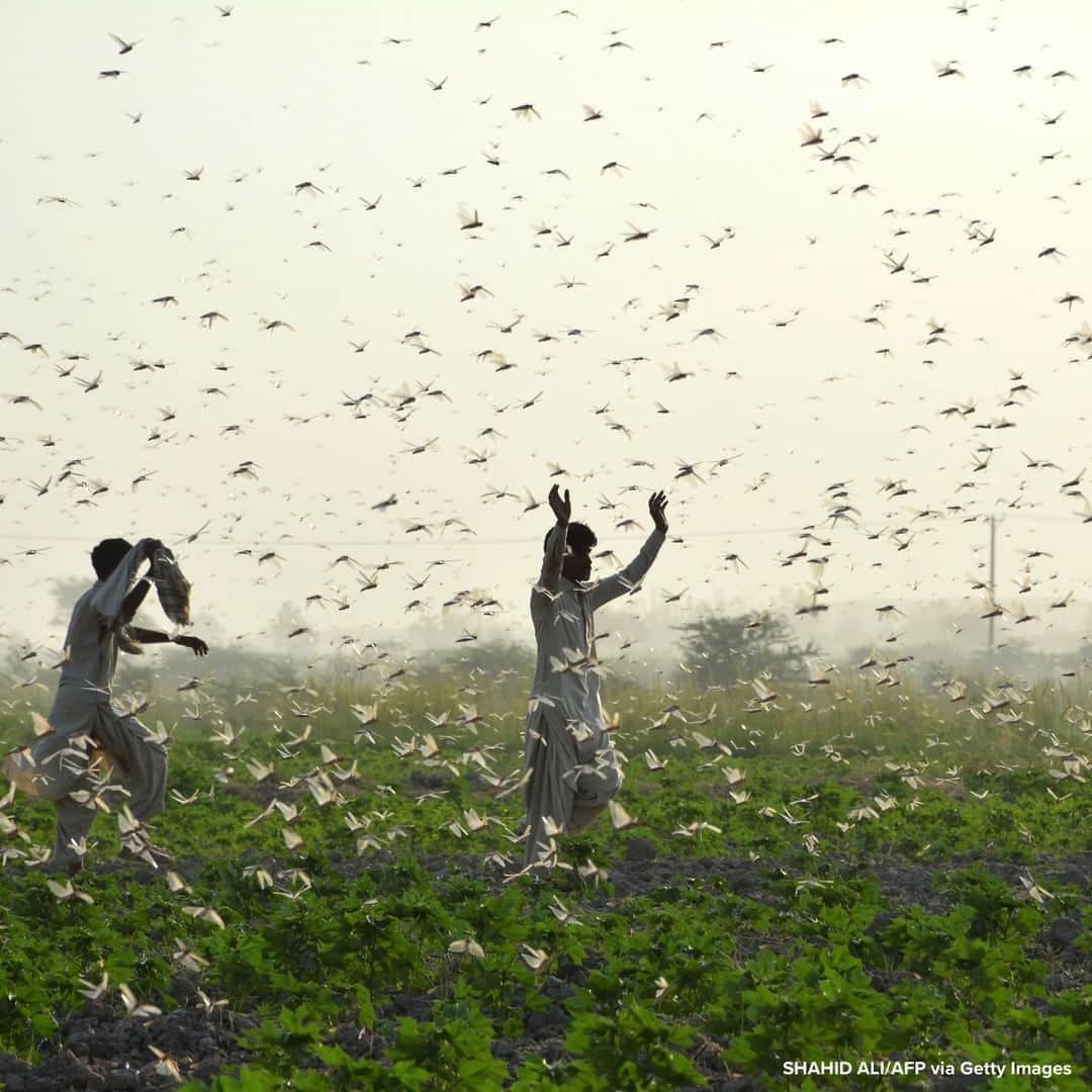 ABC Newsさんのインスタグラム写真 - (ABC NewsInstagram)「Farmers try to scare away a swarm of locusts from a field in Sukkur, Pakistan. #farming #farmer #locusts #pakistan」7月2日 18時57分 - abcnews