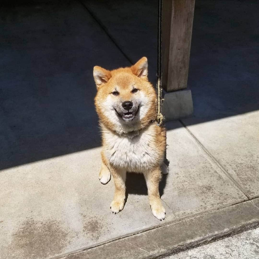 柴犬たま Shibainu Tamaのインスタグラム