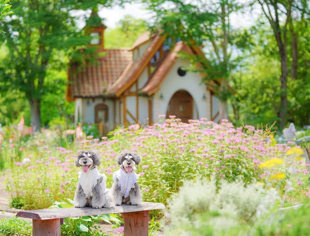 中野区在住のミニシュナのInstagramさんのインスタグラム写真 - (中野区在住のミニシュナのInstagramInstagram)「⑅︎◡̈︎* ・ 今日は暑かったですねー！ 久々にロング散歩をしてきたマーブルとイヴです🐾 こんばんワン٩( ´◡︎` )( ´◡︎` )۶ ・ 『髭犬ご長寿表彰2020』 ご応募締め切らせて頂きました！ 176頭のプラチナシュナウザーの皆様にエントリー頂きました。 ありがとうございます♥︎︎∗︎*ﾟ ・ 髭犬祭ホームページでご紹介しておりますので、ご覧いただけると嬉しいデス♫ ・ マーブルもイヴも皆さんの元気の秘訣をチェックして、プラチナシュナウザー仲間入り目指してます( *ˊᵕˋ)✩︎‧₊ ・ #髭犬祭からのお知らせ  #髭犬ご長寿表彰  #わんことお出かけ  #わんこのいる暮らし  #ジェニッカーズ #dogenic #love_bestjapan #daily_photo_jpn #doglife #doglover #inuくらぶ_jpn #しゅなら部 #ミニチュアシュナウザー #ミニシュナ #シュナウザー #miniatureschnauzer #schnauzer #schnauzerofinstagram #schnauzer_lovers #schnauzer_of_instagram #asianfusiongrooming #inulog  #todayswanko  #inutokyo  #only_one_wan  #inutome #dogsta #insta_dog #うちの子可愛く撮り隊 #わんこカメラ部」7月2日 19時09分 - marble_eve