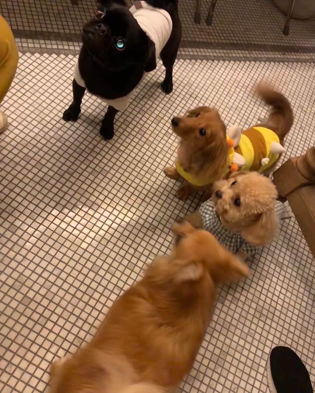 くるみたんさんのインスタグラム写真 - (くるみたんInstagram)「* わんこ仲間と犬会🐶🐕🐩🐶 * #集まるっていい😍 #映えかつ美味しいサラダメインのお店だから罪悪感ゼロ #きてた子たち全然吠えないしめっちゃいい子ばっかだった #またやりたいね  * * @happy_hour2020  店内わんこOK🙆‍♀️ →広尾か恵比寿が最寄り！行ってみて！ぜひ♡ * * * #プードル #トイプードル #ティーカッププードル #犬 #ふわもこ部  #犬バカ部 #アプリコット #パピー #ペット #poodle #toypoodle #pecoいぬ部 #teacuppoodle #dog #dogstagram #instadog #puppy #tokyo #olympuspen #くるみたん」7月2日 19時23分 - kurumitaan