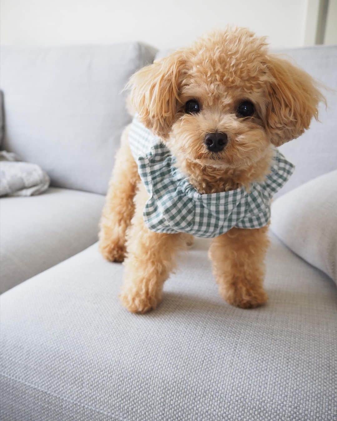 くるみたんさんのインスタグラム写真 - (くるみたんInstagram)「* わんこ仲間と犬会🐶🐕🐩🐶 * #集まるっていい😍 #映えかつ美味しいサラダメインのお店だから罪悪感ゼロ #きてた子たち全然吠えないしめっちゃいい子ばっかだった #またやりたいね  * * @happy_hour2020  店内わんこOK🙆‍♀️ →広尾か恵比寿が最寄り！行ってみて！ぜひ♡ * * * #プードル #トイプードル #ティーカッププードル #犬 #ふわもこ部  #犬バカ部 #アプリコット #パピー #ペット #poodle #toypoodle #pecoいぬ部 #teacuppoodle #dog #dogstagram #instadog #puppy #tokyo #olympuspen #くるみたん」7月2日 19時23分 - kurumitaan