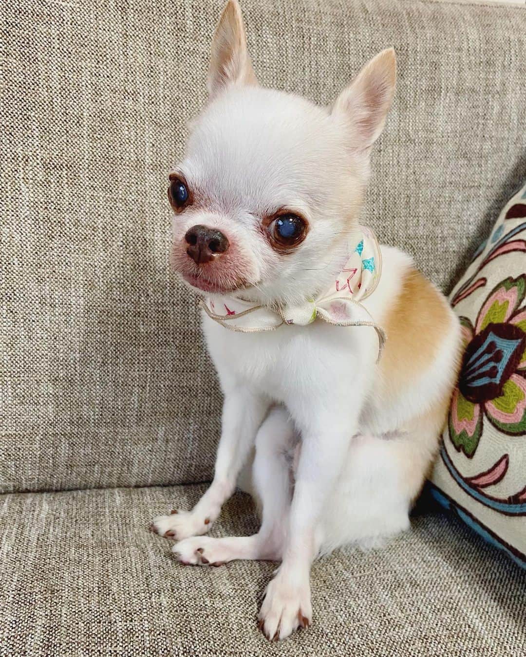 のインスタグラム：「シャンプー屋さん行ってカッコよくなってきましたよ🐶 シャンプーの後はグッスリ😴」