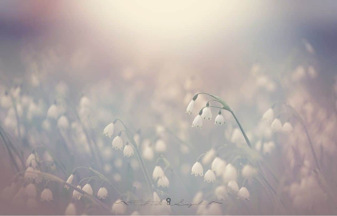 花の写真館のインスタグラム：「Photo by Takashi Suzuki.⠀ .⠀ Original Post[投稿いただいたURL]⠀ https://www.facebook.com/photo.php?fbid=1546741722159017⠀ .⠀ 本アカウントは、 #私の花の写真 をつけてInstagramに投稿された皆さまの花の写真や、「花の写真館」Facebookページで投稿された花の写真を紹介します。⠀ 「花の写真館」Facebookページは、「 @floral.photograph 」のプロフィールにあるURLからご覧ください。⠀ .⠀ ※各自、政府、自治体など公的機関の指示に従った行動をお願いします。⠀⠀ 東京カメラ部および分室では、写真を「見る楽しみ」を提供することを通して、微力ながら皆様にわずかな時間でも癒しをお届けしたいと思っております。⠀ ※本アカウントは東京カメラ部がFacebook、Instagramのサービスを利用して運営しているもので、Facebook社・Instagramとは一切関係ありません。⠀ .⠀ #花の写真館 #floralphotograph #floralphoto #flower #flowers⠀ Follow: @floral.photograph」