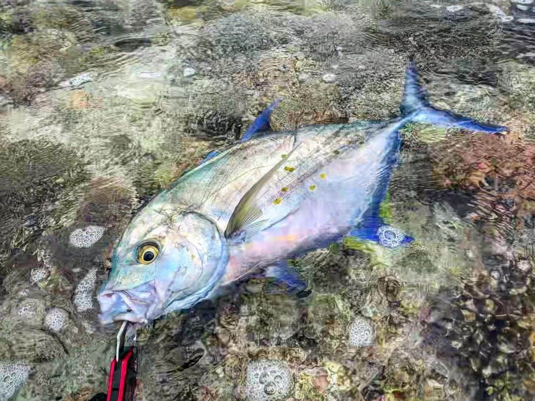 秋丸美帆さんのインスタグラム写真 - (秋丸美帆Instagram)「超カッコいい！！  #fishing #fish #islandtrevally #islandjack #okinawa #lure #lurefishing #spoon #ナンヨウカイワリ #沖縄 #カイワリ #魚 #釣り #ルアーフィッシング」7月2日 19時41分 - mippy34