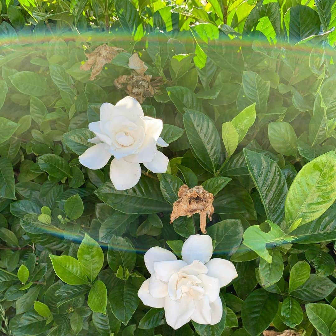 美城れんのインスタグラム：「今日は…またまたクチナシの花を😌 今日のクチナシの花は、ウォーキングの帰りに撮った写真です。　3枚ほど写したのですが、この写真何とも不思議な綺麗な写真が撮れたので…😊🌈　 今日は梅雨の中休みだったらしく、お天気が良かったです。😊👍 これからも、心も身体も大切に、日々感謝しながら過ごしたい… 今日も全てに感謝😌✨ mahalo🌈✨🍀」