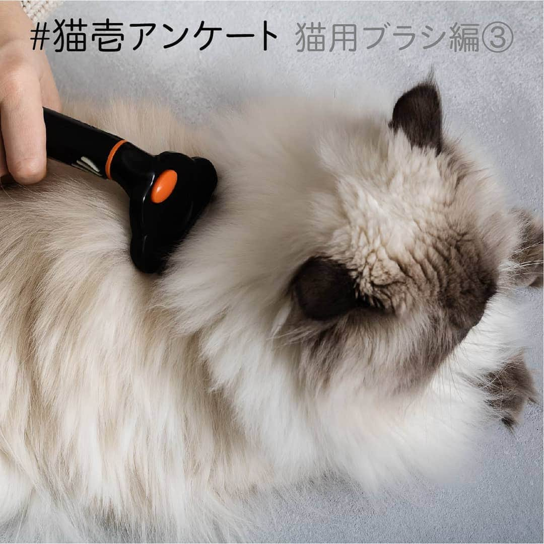 猫壱（ねこいち•ネコイチ）さんのインスタグラム写真 - (猫壱（ねこいち•ネコイチ）Instagram)「▫ 【教えて！#猫壱アンケート ✨】 ▫ ▫ 猫用ブラシについていくつか質問させてください👍✨アンケート3回目になります😉 ▫ ▫ みなさん、今お使いのブラシに不満などはありますか？？ メーカーさんなどは伏せて頂いて大丈夫なので、『ここが使いづらい』『もっとこうならいいのに！』など改善して欲しい！と思っていることを教えてください😺✨ ▫ ▫ ぜひぜひたくさんの方にブラシ事情を教えていただければ嬉しいです❤ よろしくお願いいたします！ ▫ ▫ :::::::::#猫壱 ::::::: 猫壱は猫と人との暮らしの向上を目指して猫グッズの開発に取り組んでいます♪ 気になる方は @necoichicojp をチェックしてみてくださいね！ ▫ #猫すきな人と繋がりたい #猫のいる幸せ #ねこ #ネコ #猫好き #ねこらぶ #猫#ペット  #necoichi #cat #kitty  #kitten #pet」7月2日 20時13分 - necoichicojp