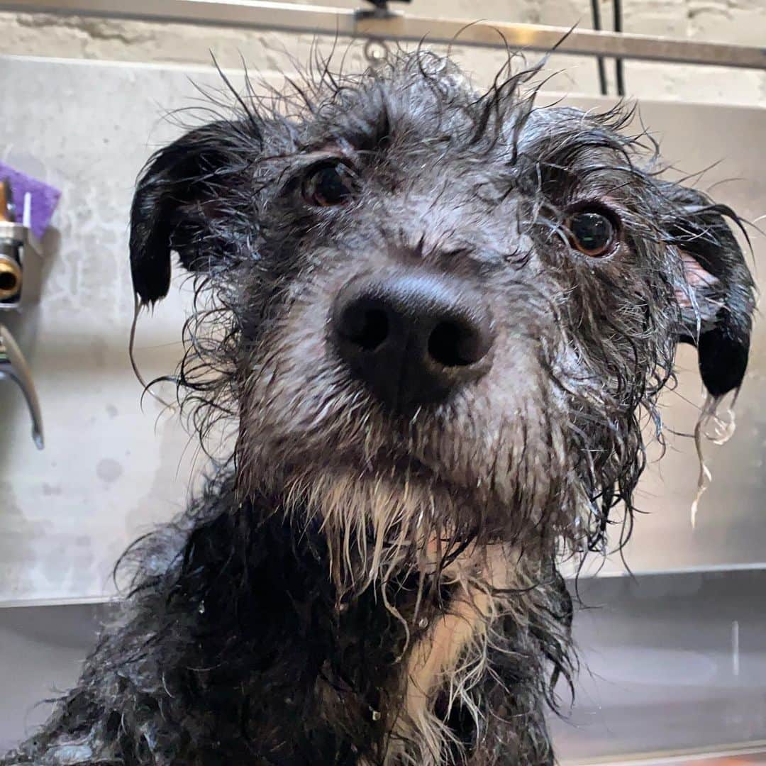 Dogs by Ginaのインスタグラム：「Are we really doing this? 💦」
