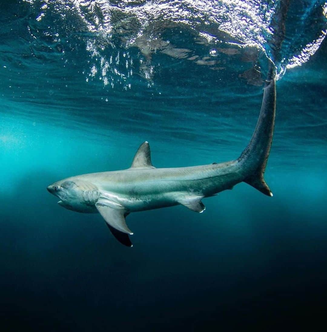 のインスタグラム：「Don't Fear The Fin...⁠ Catch shark attack survivor, @pauldegelder as he shares his story on our #BringTheWaterHome playlist at the link in our bio. #SeeWhatsOutThere. 📷:: @sport_fish_gallery」