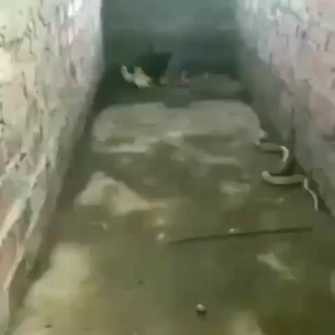 WildLifeのインスタグラム：「Hero mother protecting her cubs from snake😱 📽 by unknown Repost from @animalonplanet」