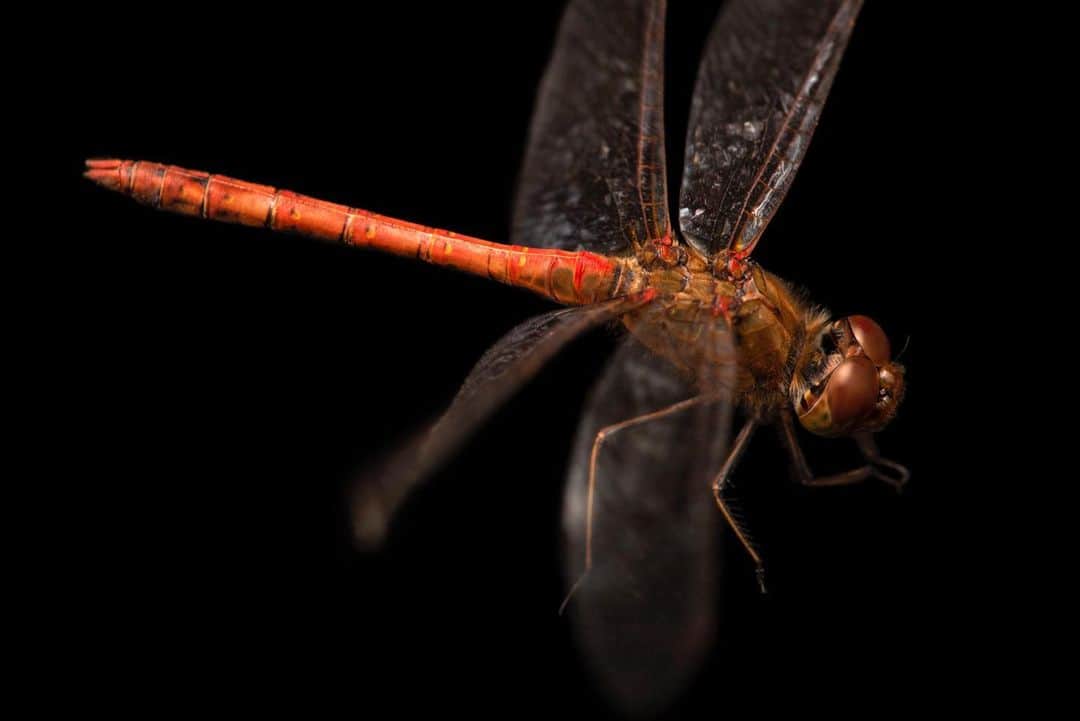 Joel Sartoreさんのインスタグラム写真 - (Joel SartoreInstagram)「Skimmer dragonflies and their relatives form the largest dragonfly family in the world, which consists of over 1,000 species. Members of the genus Sympetrum, like this beauty, are called darters and are found throughout most of the world, except Australia. Photo taken at Monticello Center in Italy thanks to the support of @greenteenteam. #dragonfly #skimmer #insect #red #orange #PhotoArk #savetogether」7月2日 22時08分 - joelsartore